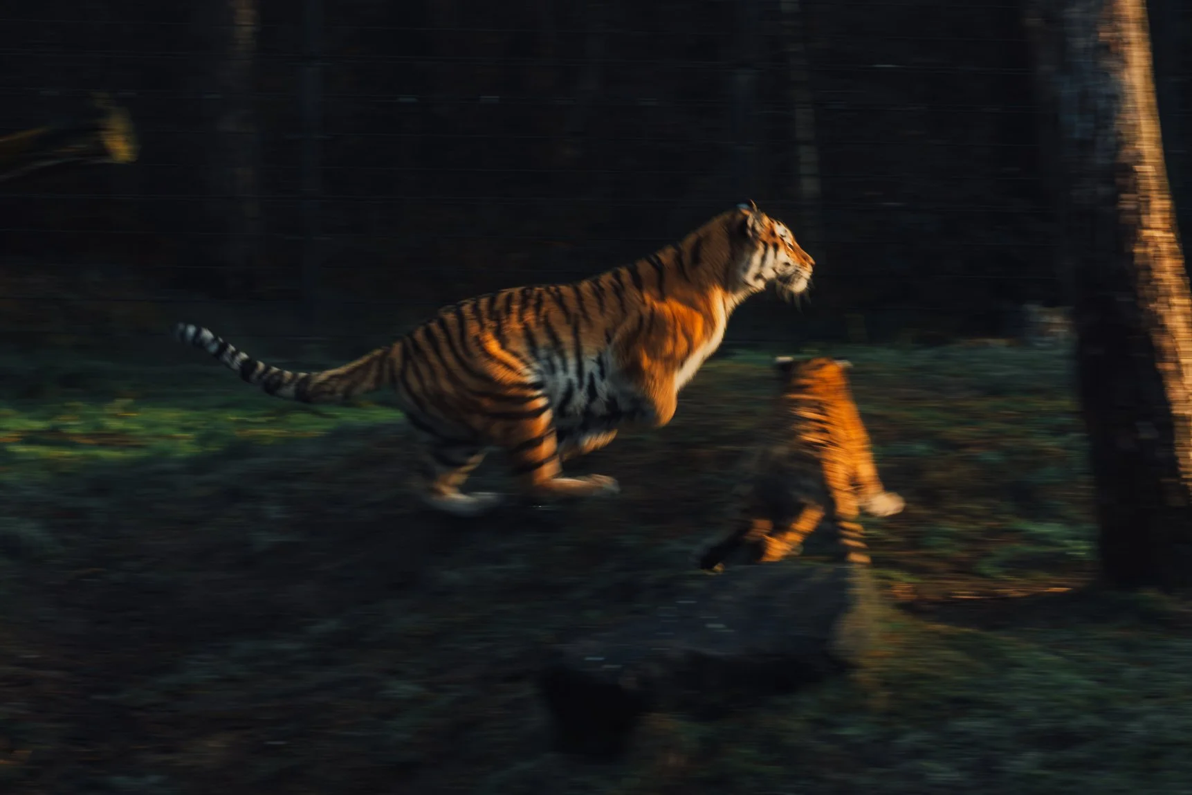 Artistic motion-blurred photograph of two tigers running, capturing dynamic energy and raw nature.