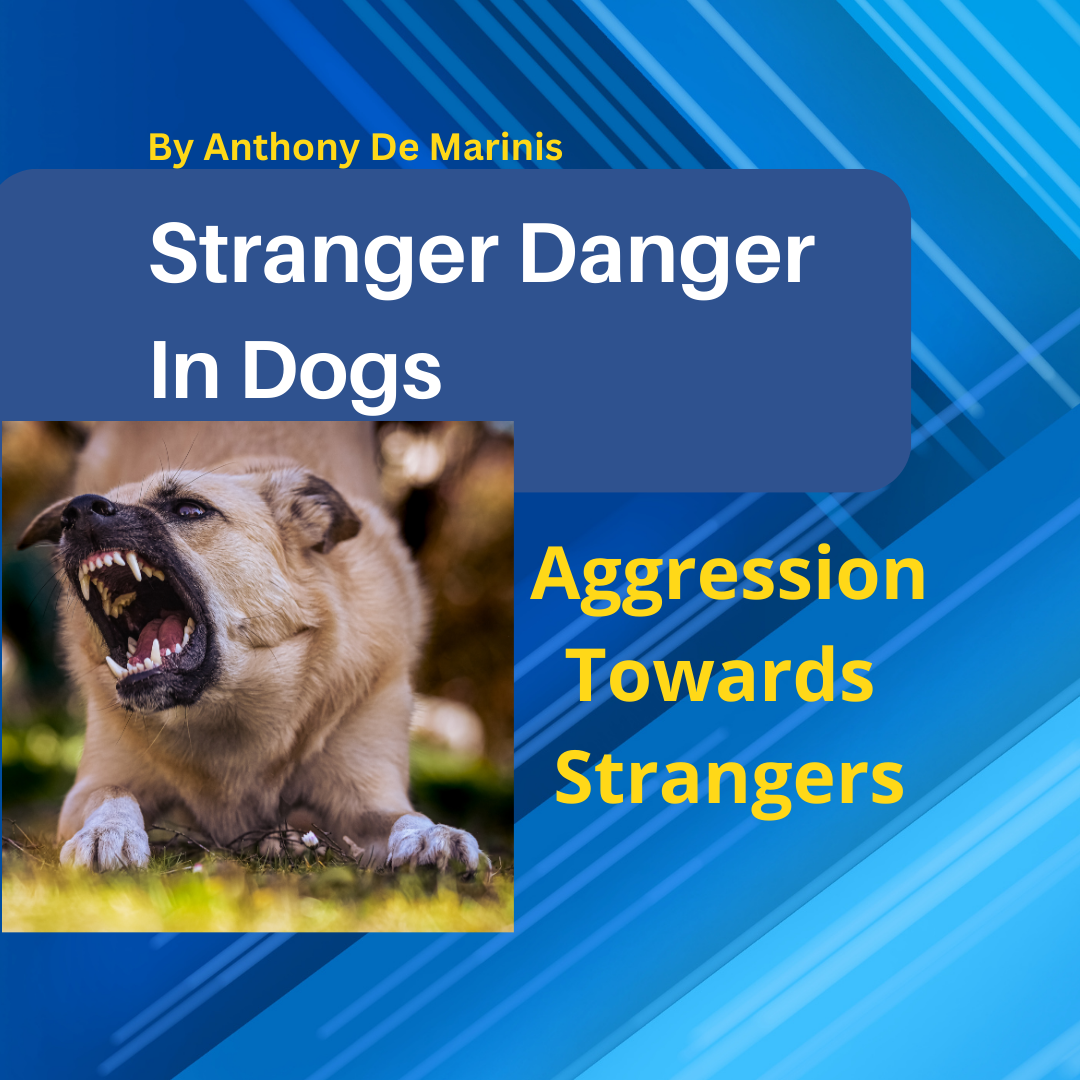 Stranger Danger In Dogs- Aggression Towards Strangers