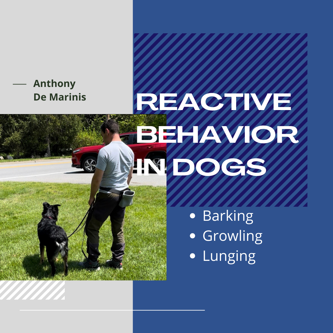 Reactive Behavior In Dogs