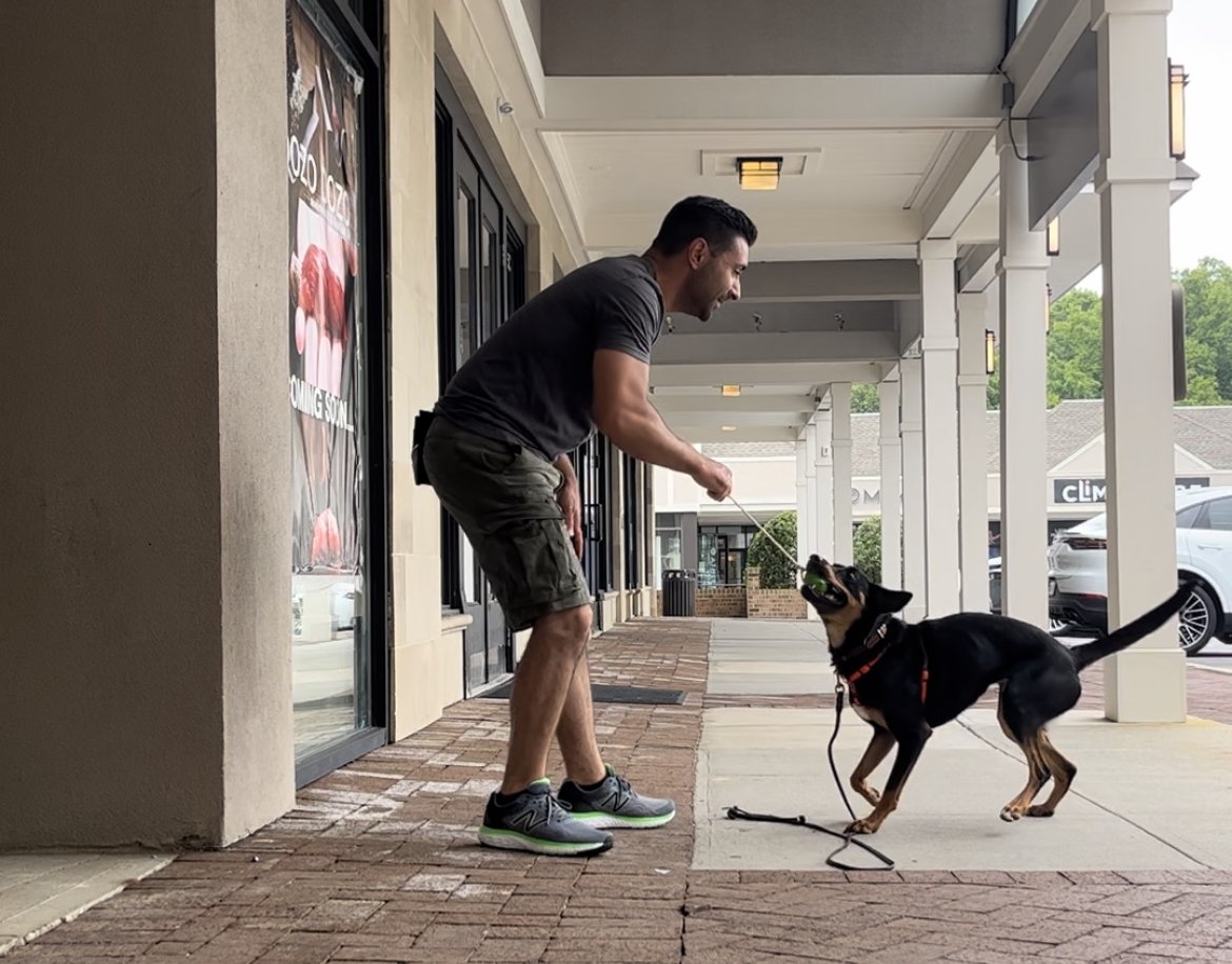 Creating Reward Events- Using Play with Food & Toy Rewards in Training