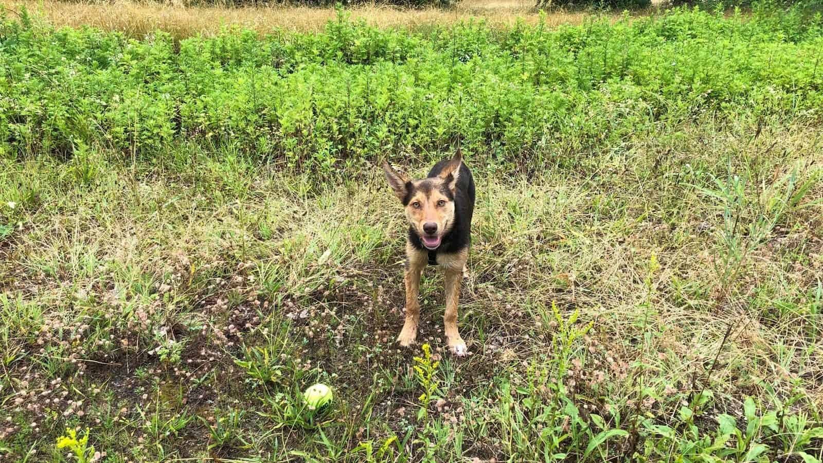 Top Skills to Teach A Puppy!