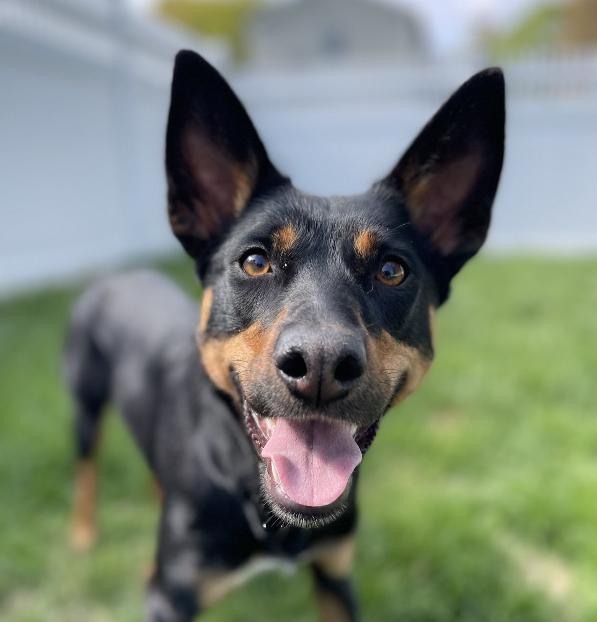 Dog Training Methods and Beliefs- What are the differences?