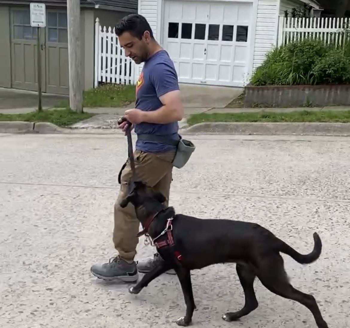 Do I Need to Hire a Dog Trainer and Behavior Consultant With Credentials? - The Art & Science of Dog Training