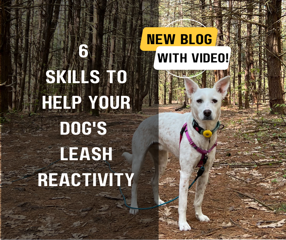 6 Skills To Help Leash Reactivity In Dogs
