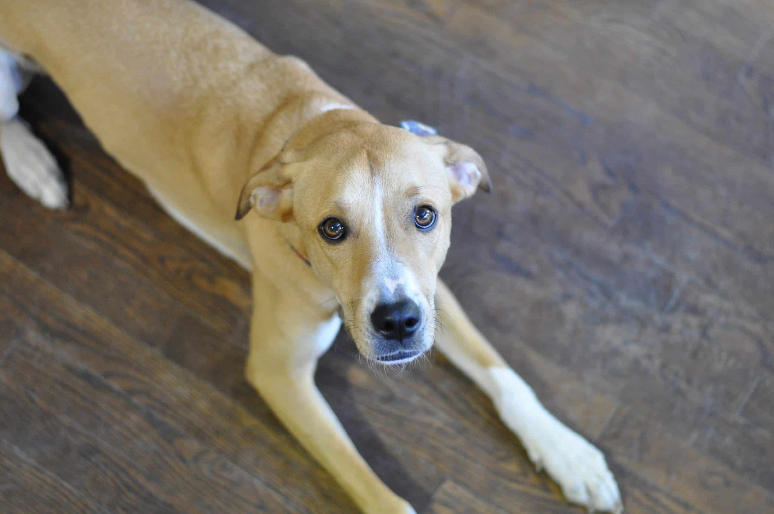 What is Aggressive Behavior in Dogs?