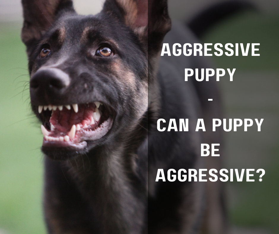 Aggressive Puppy - Can A Puppy Be Aggressive?