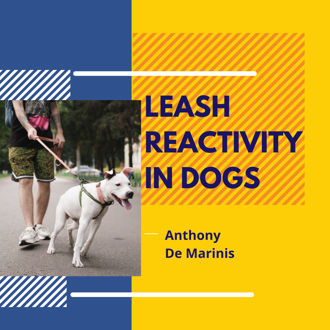 Leash Reactivity In Dogs