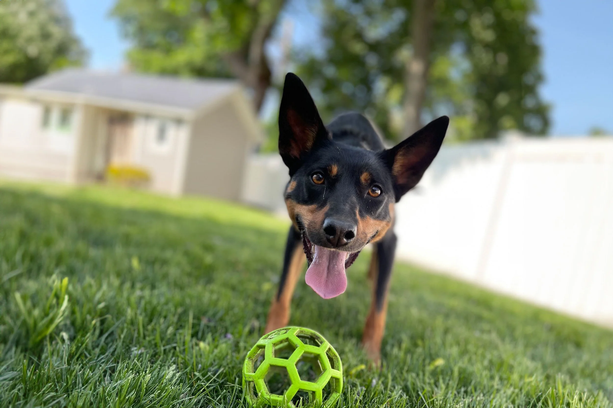 Stop Chasing and Stealing Items From Your Puppy!