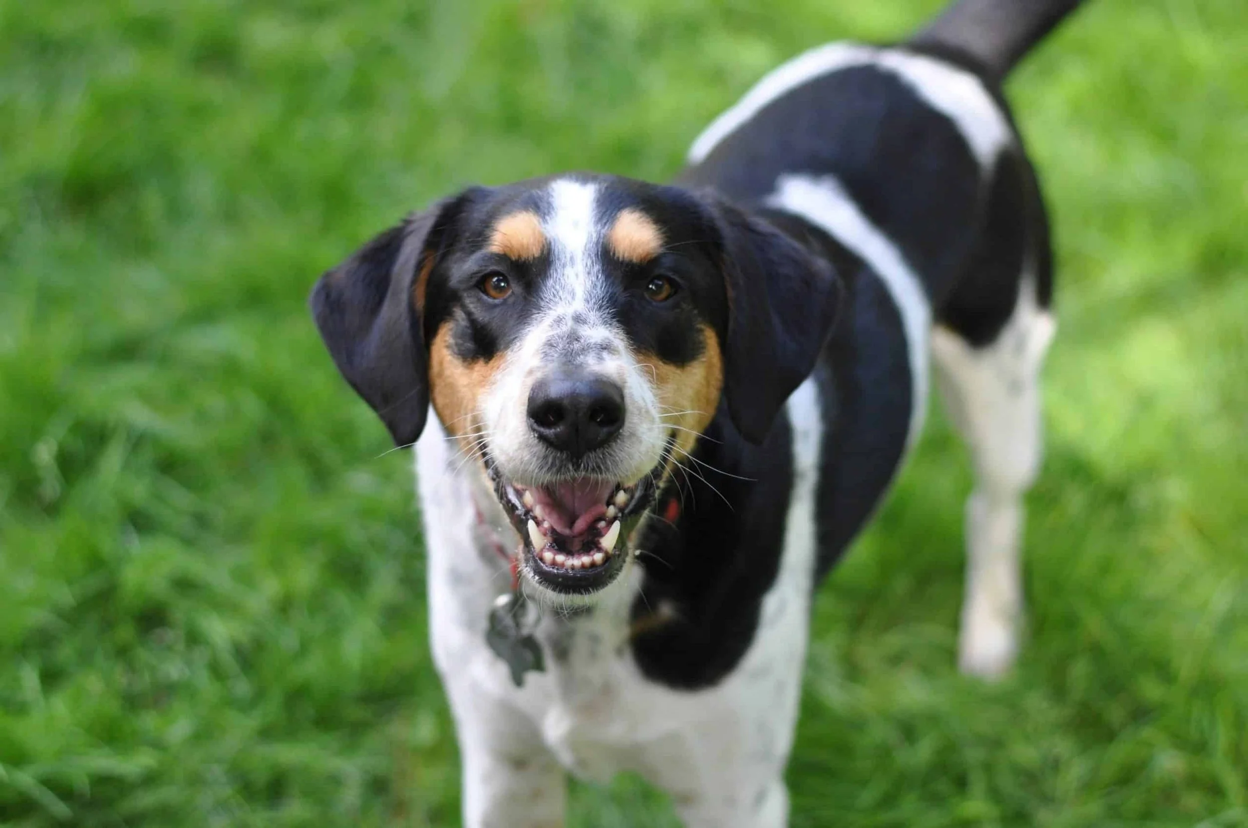 Behavior Modification In Dogs: What is Dog Behavior Modification?