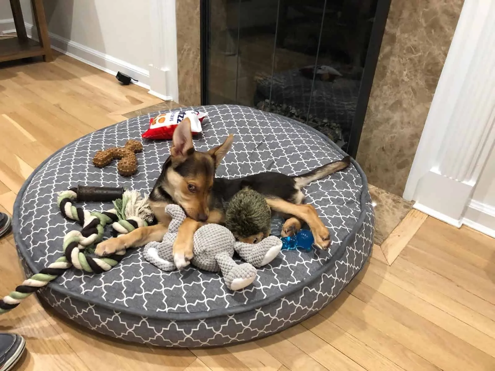 Resource Guarding Prevention in Puppies