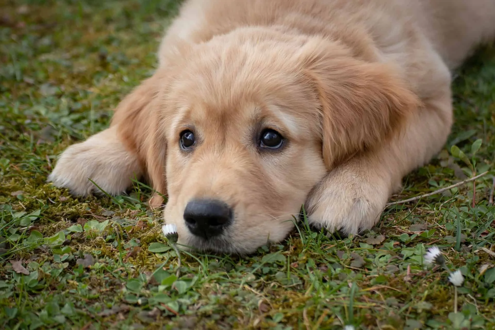Puppy Proofing Your Home: Keep Your Puppy and Your Home Safe