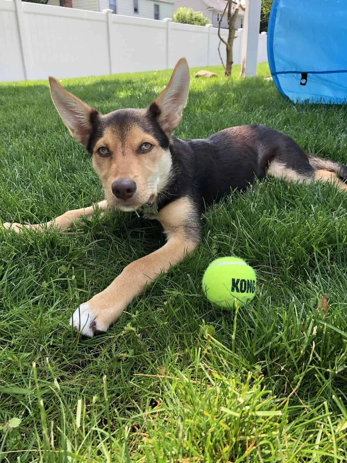 When should you start training your puppy?