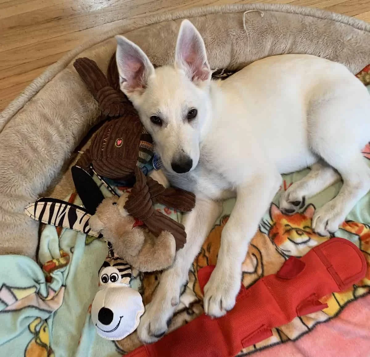 Reasons For Investing In Puppy Training Early On