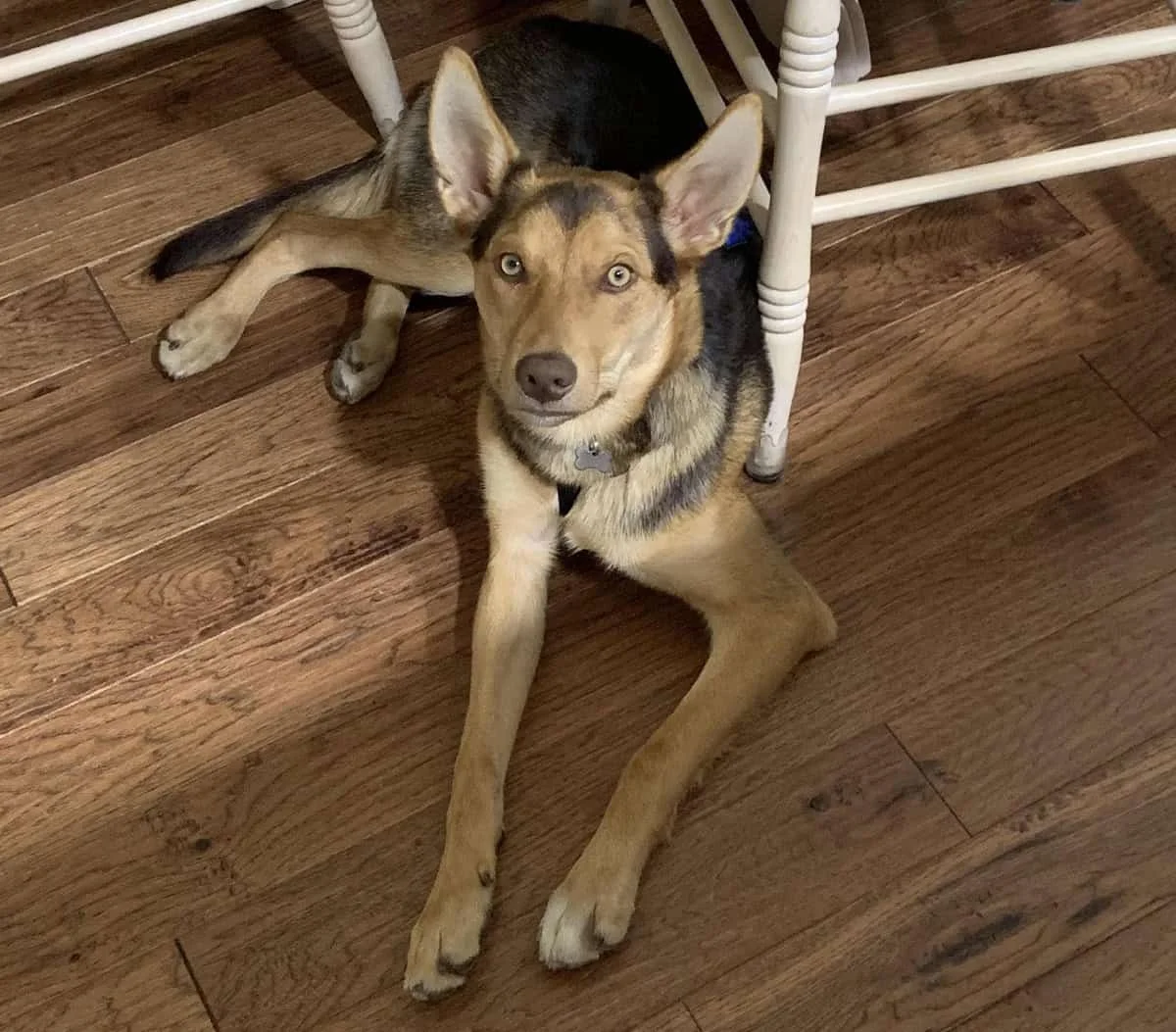 Adolescent Dogs: The Teenage Stage!