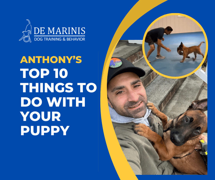 Anthony’s Top 10 Things To Do With Your Puppy