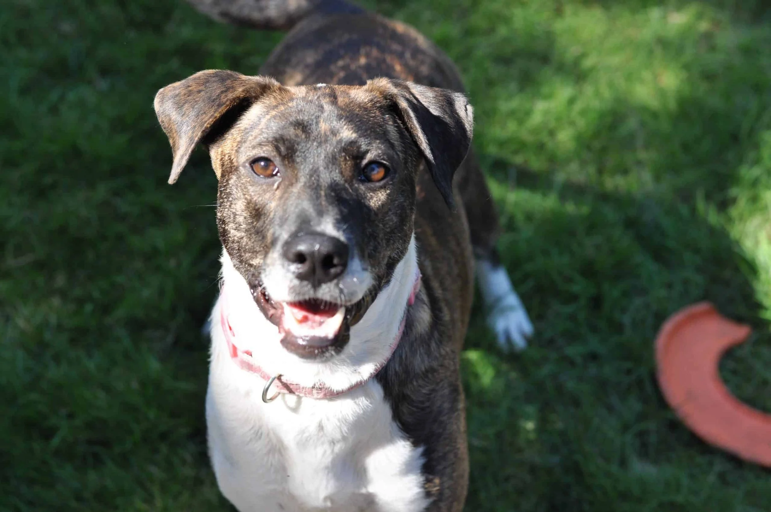 How To Safely Manage Aggressive Behavior and Reactive Behavior In Dogs