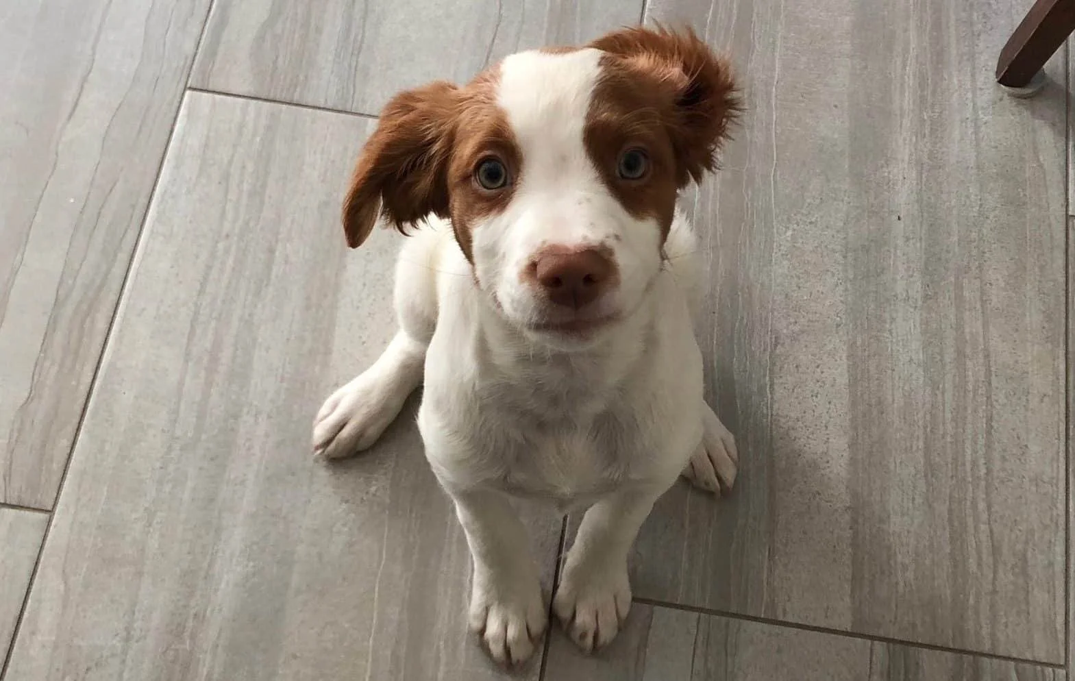 Beast Teeth! Puppy Mouthing & Biting Tips