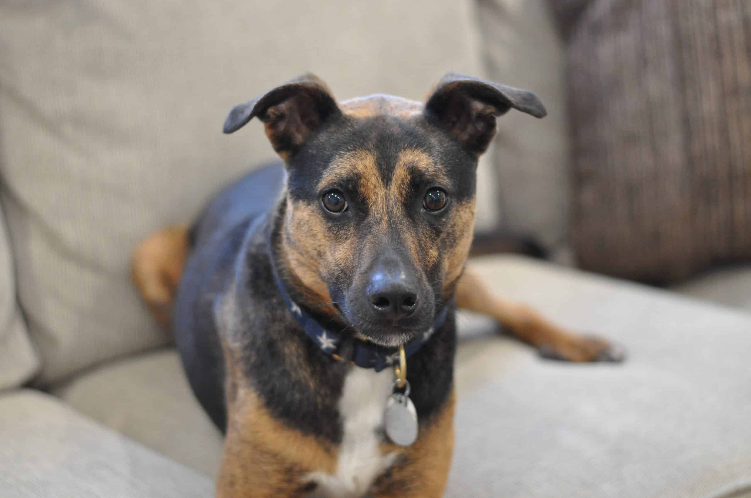 Your Dog Is Aggressive. What Are Your Options?