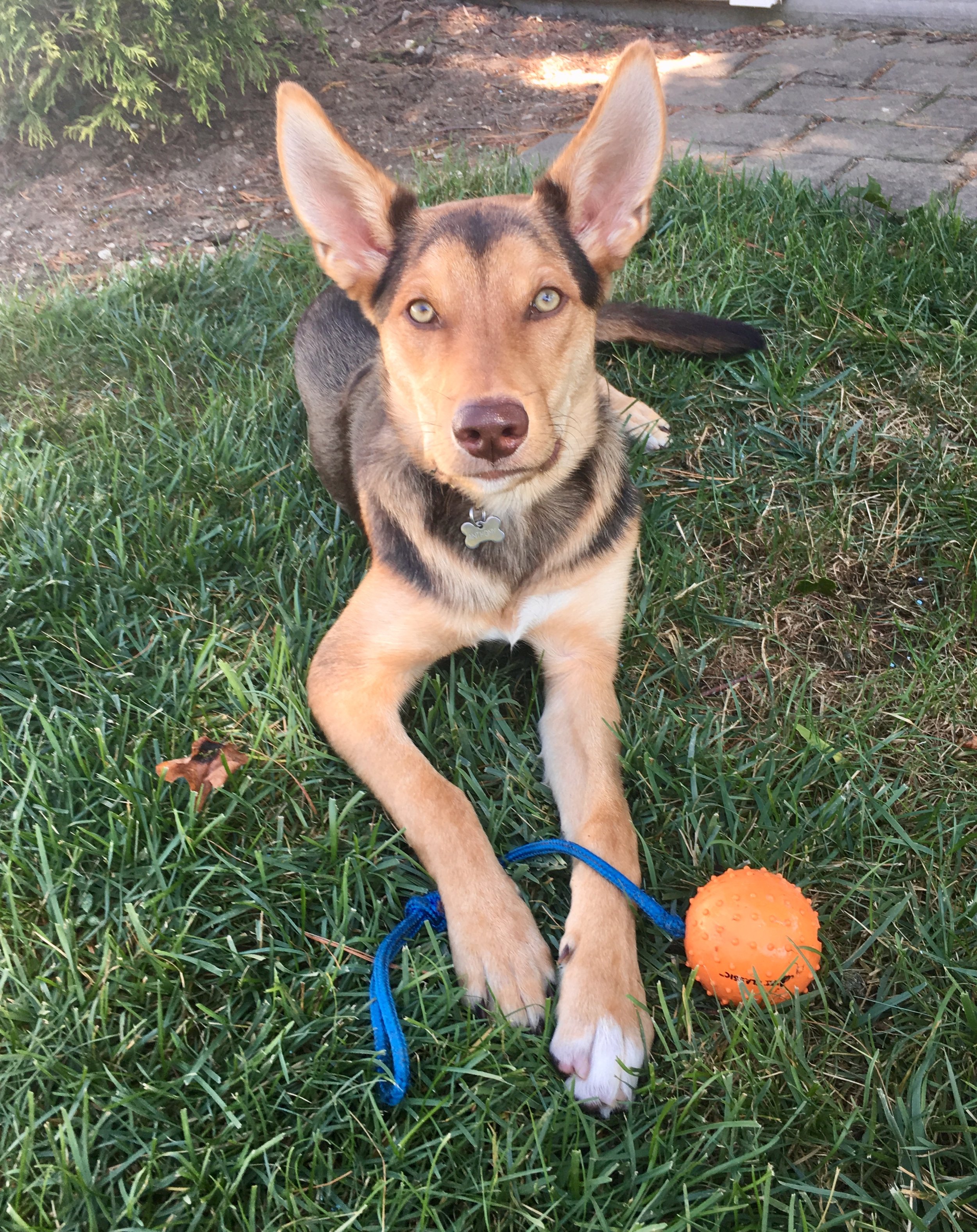 Tethered Cord Syndrome in Dogs