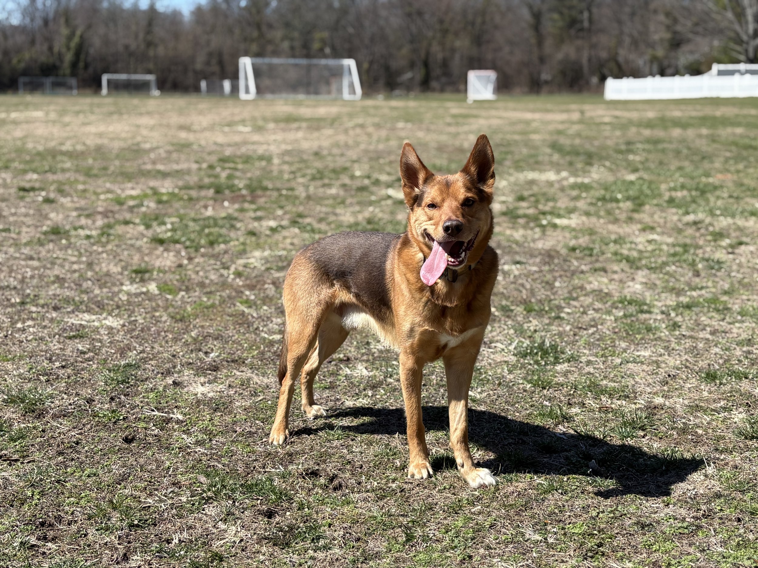 Tethered Cord Syndrome In Dogs – Part 2: Surgery, Post-Op and Current Life