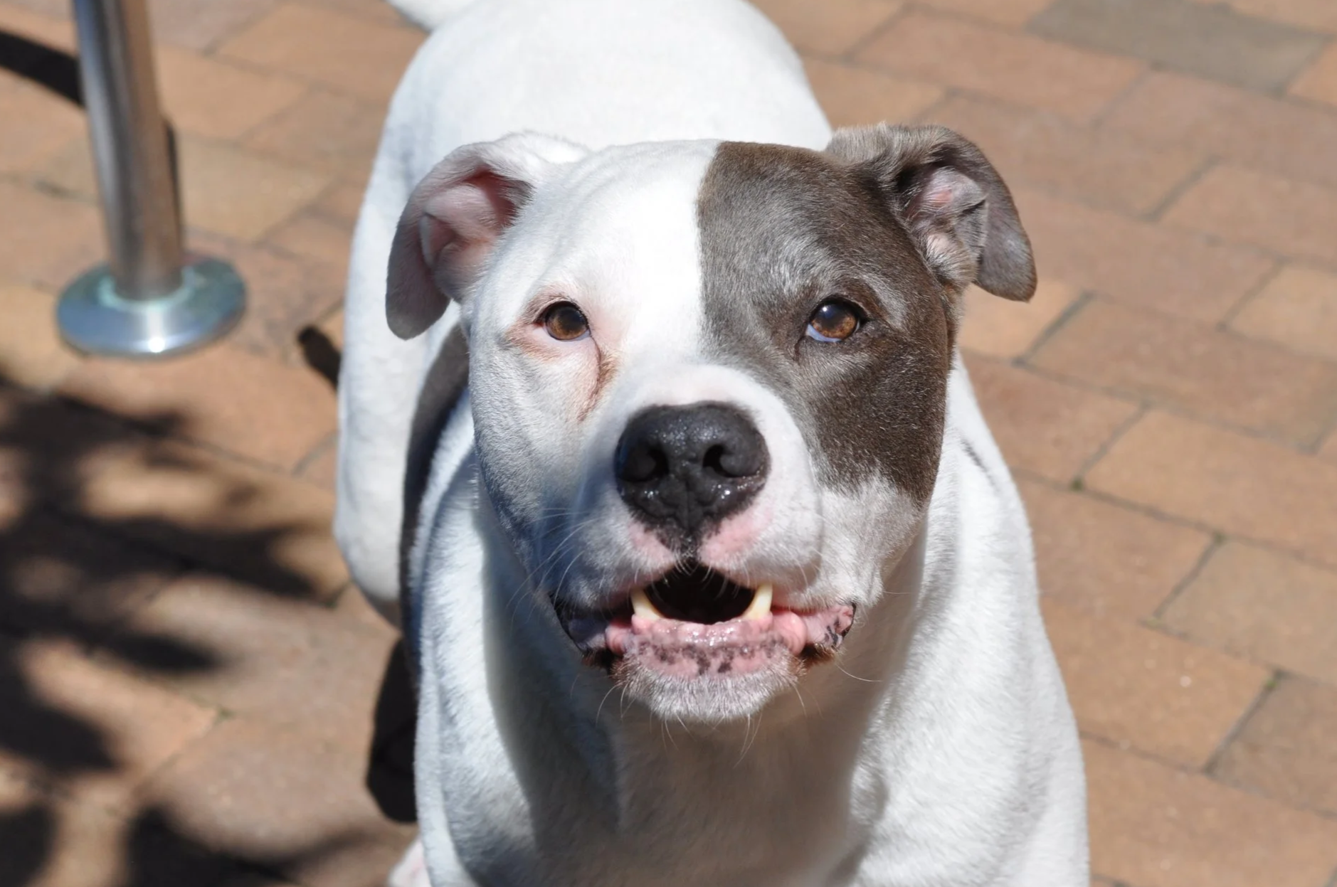 Aggressive dog behavior modification