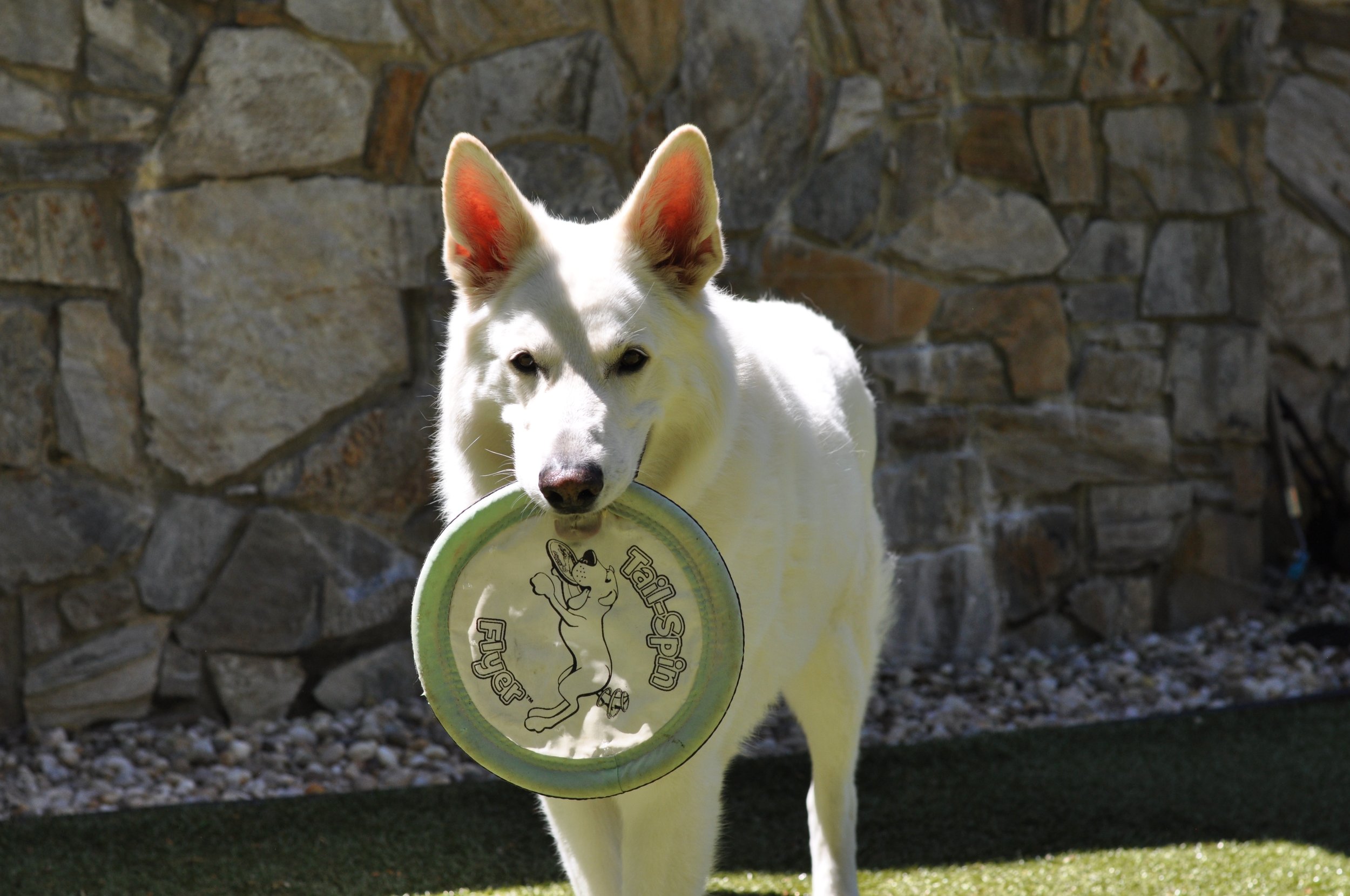 White dog with frisbee