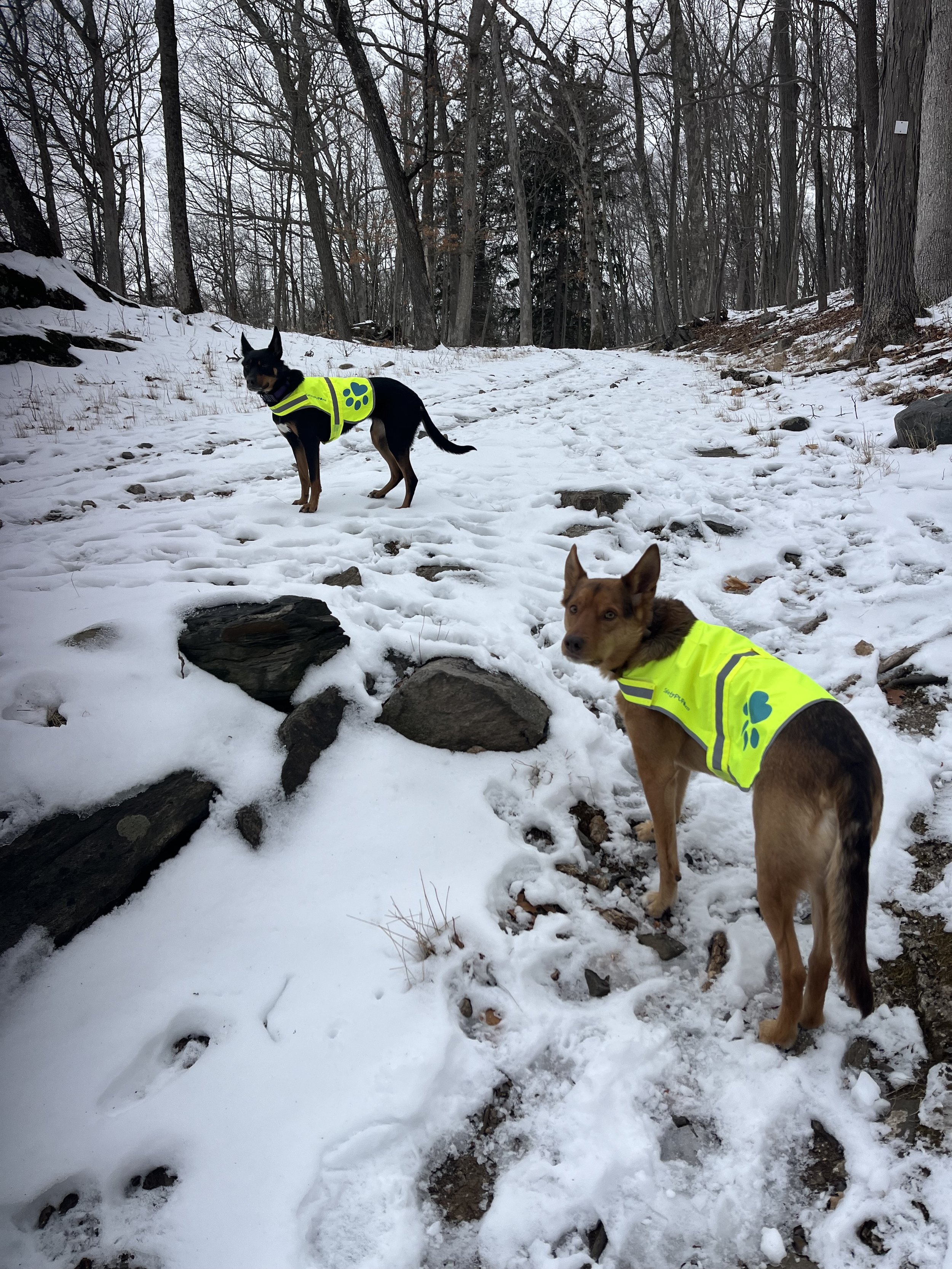 Dogs hiking