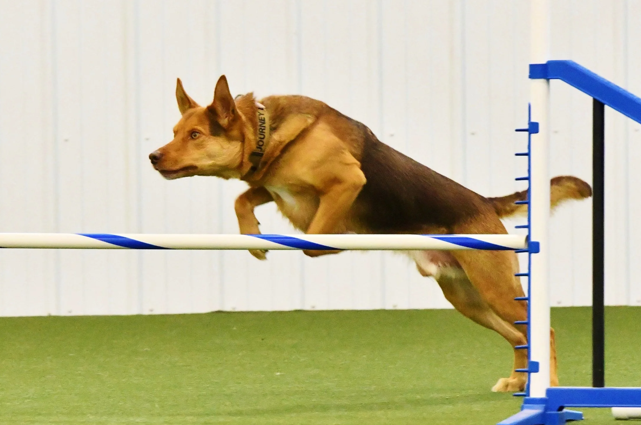 Dog agility