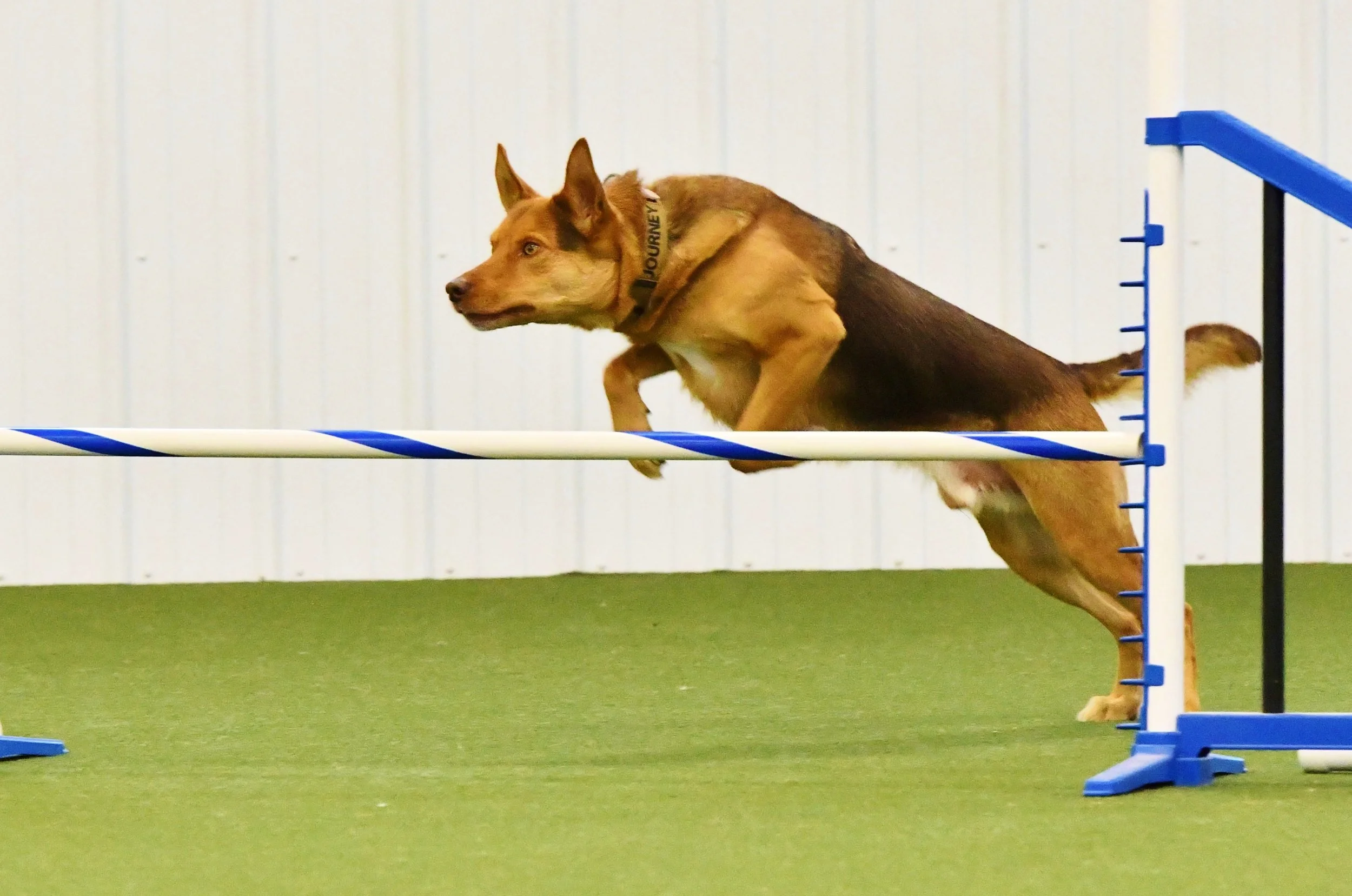 Journey jumping in agility
