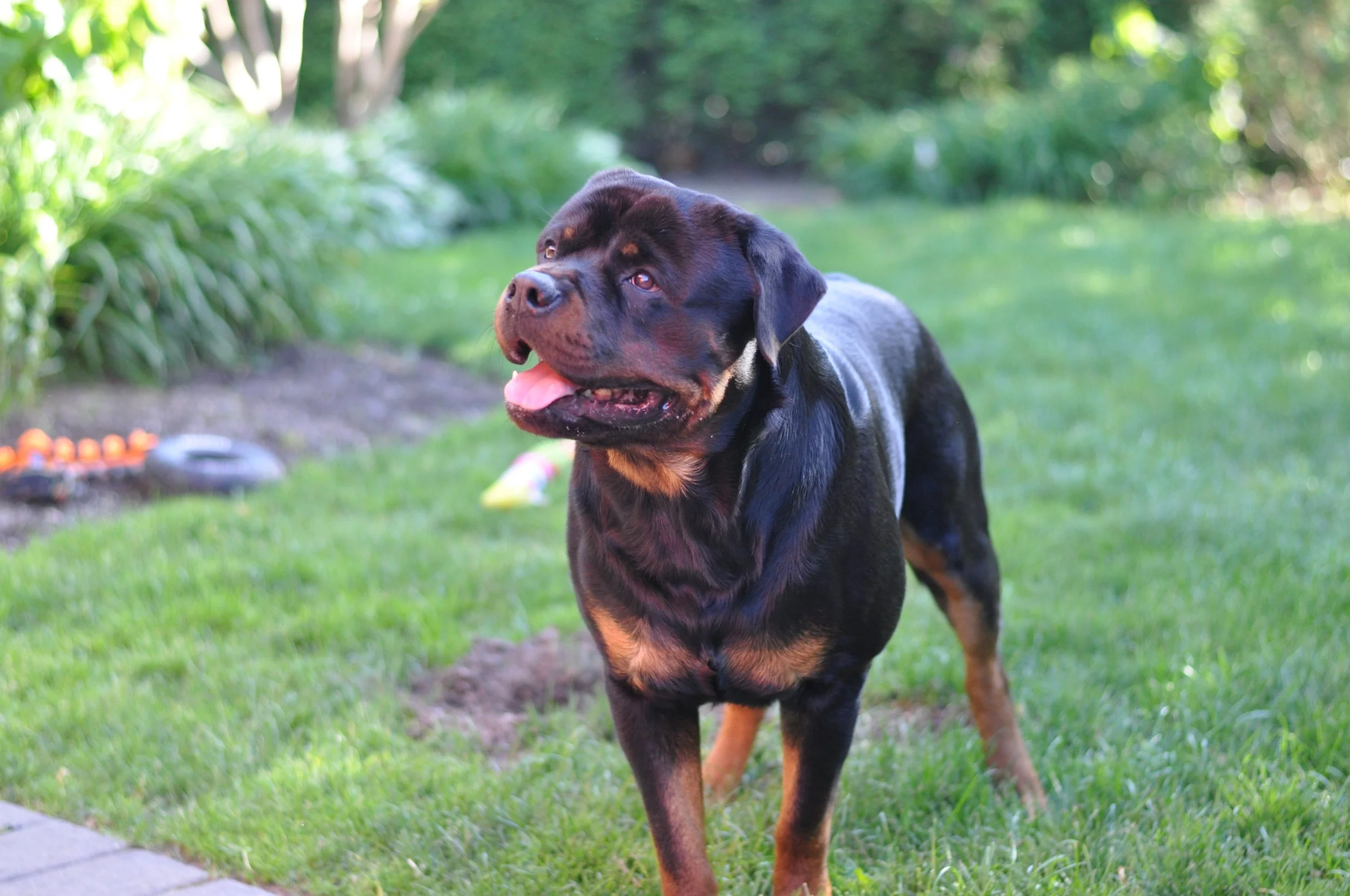 Rottweiler in yard