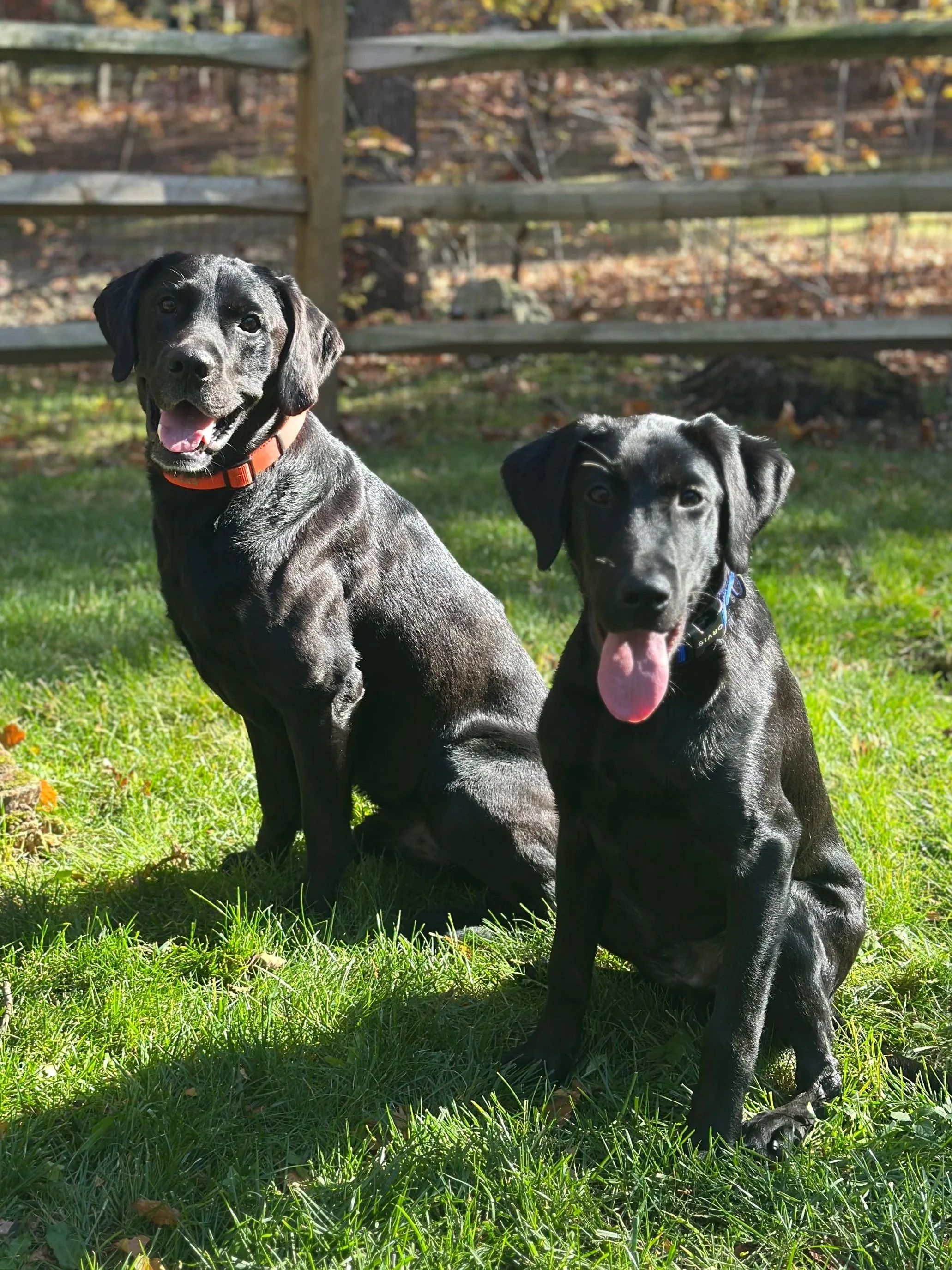 Enzo and Rocco sitting in their yard