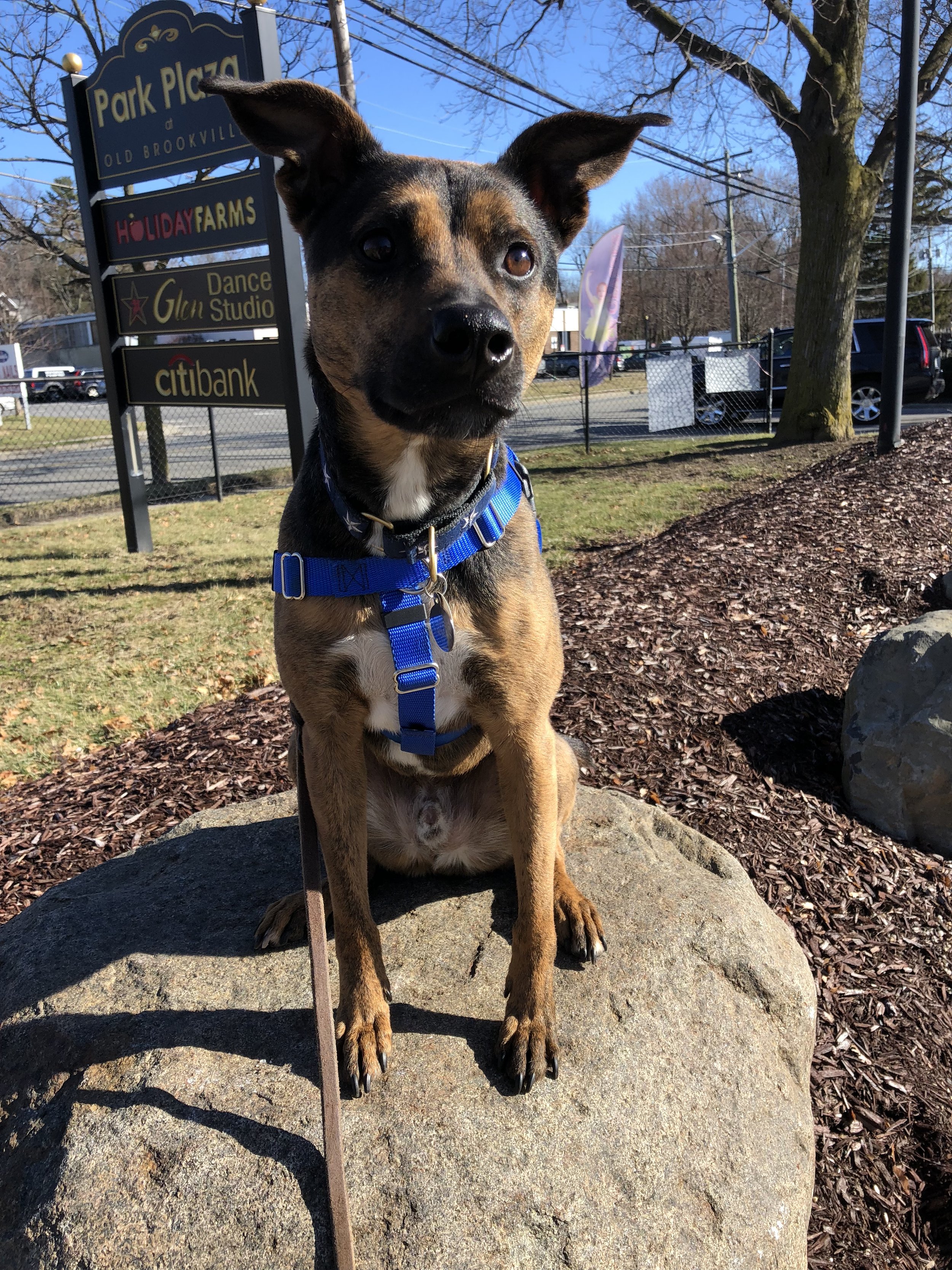 Dog sitting on a rock