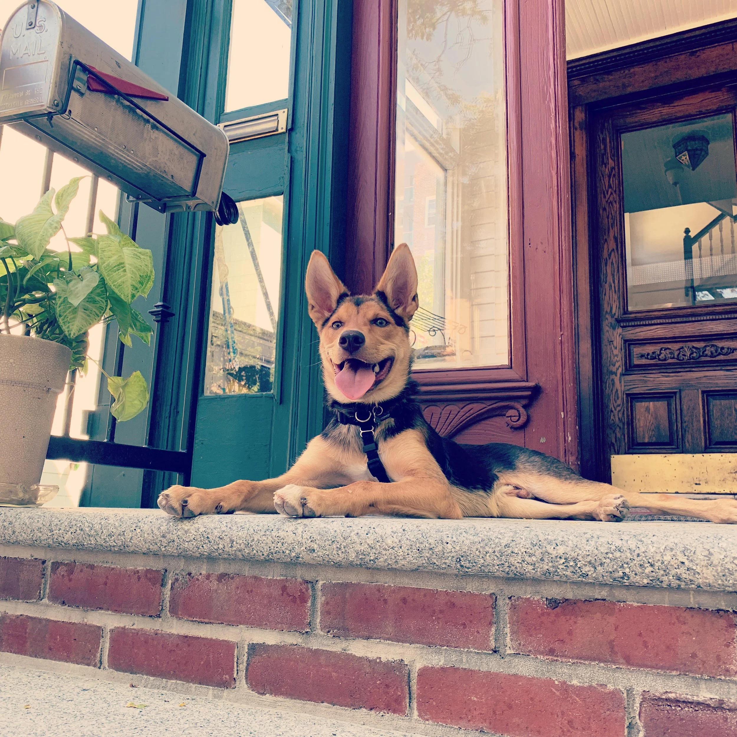 Puppy Journey on a stoop
