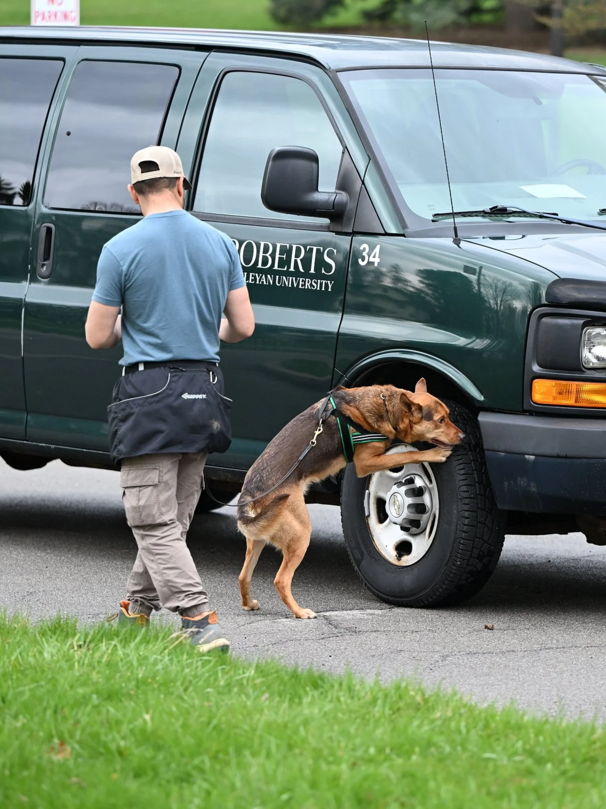 Dog searching a van at a Nose Work competition
