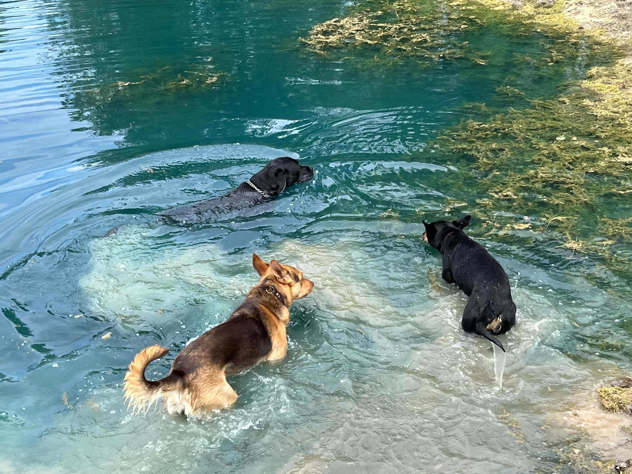 Dogs swimming