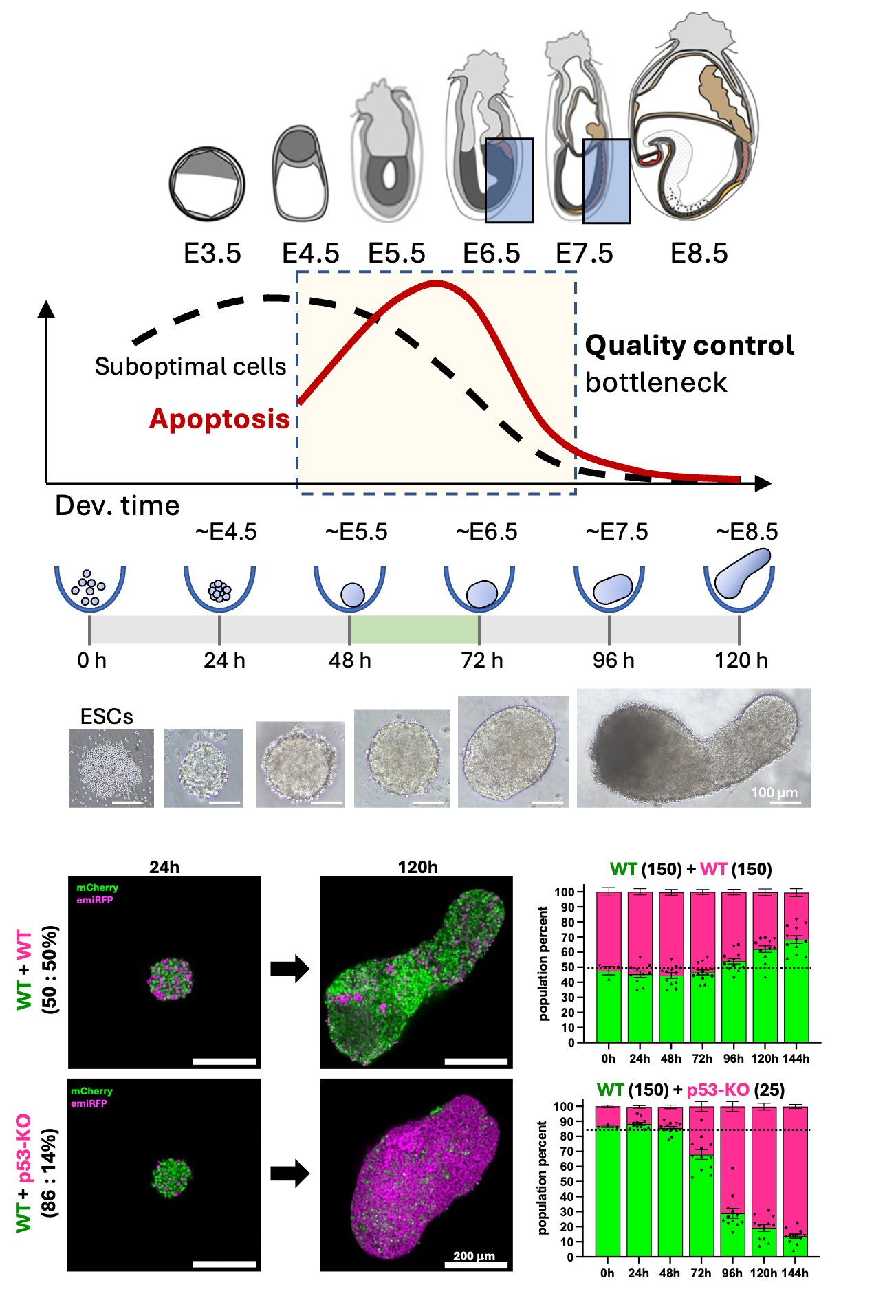 Scientific diagram illustrating stem cell differentiation, mouse embryonic development, apoptosis over development time, and cellular imaging data including fluorescent microscopy and population analysis graphs. Joshua Frenster