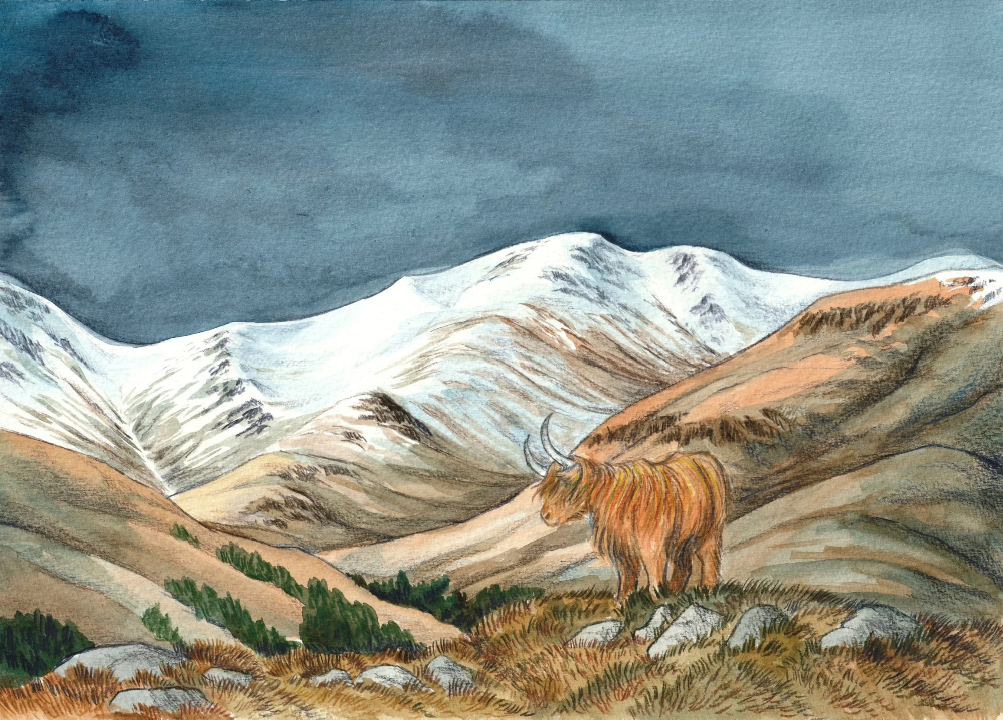 12 winter - December - Dalmally cow SMALL.jpg