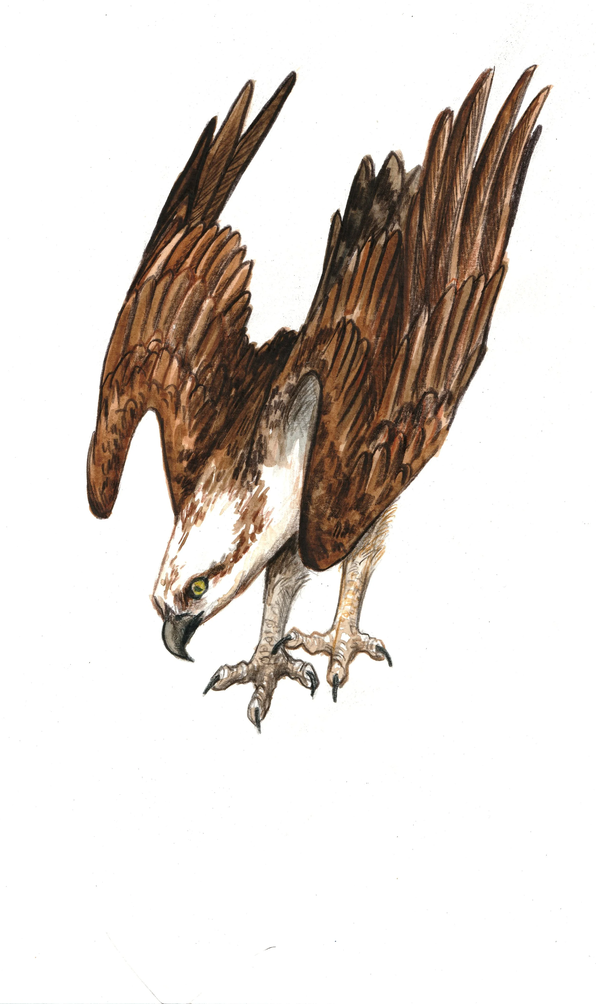 Osprey2.jpg