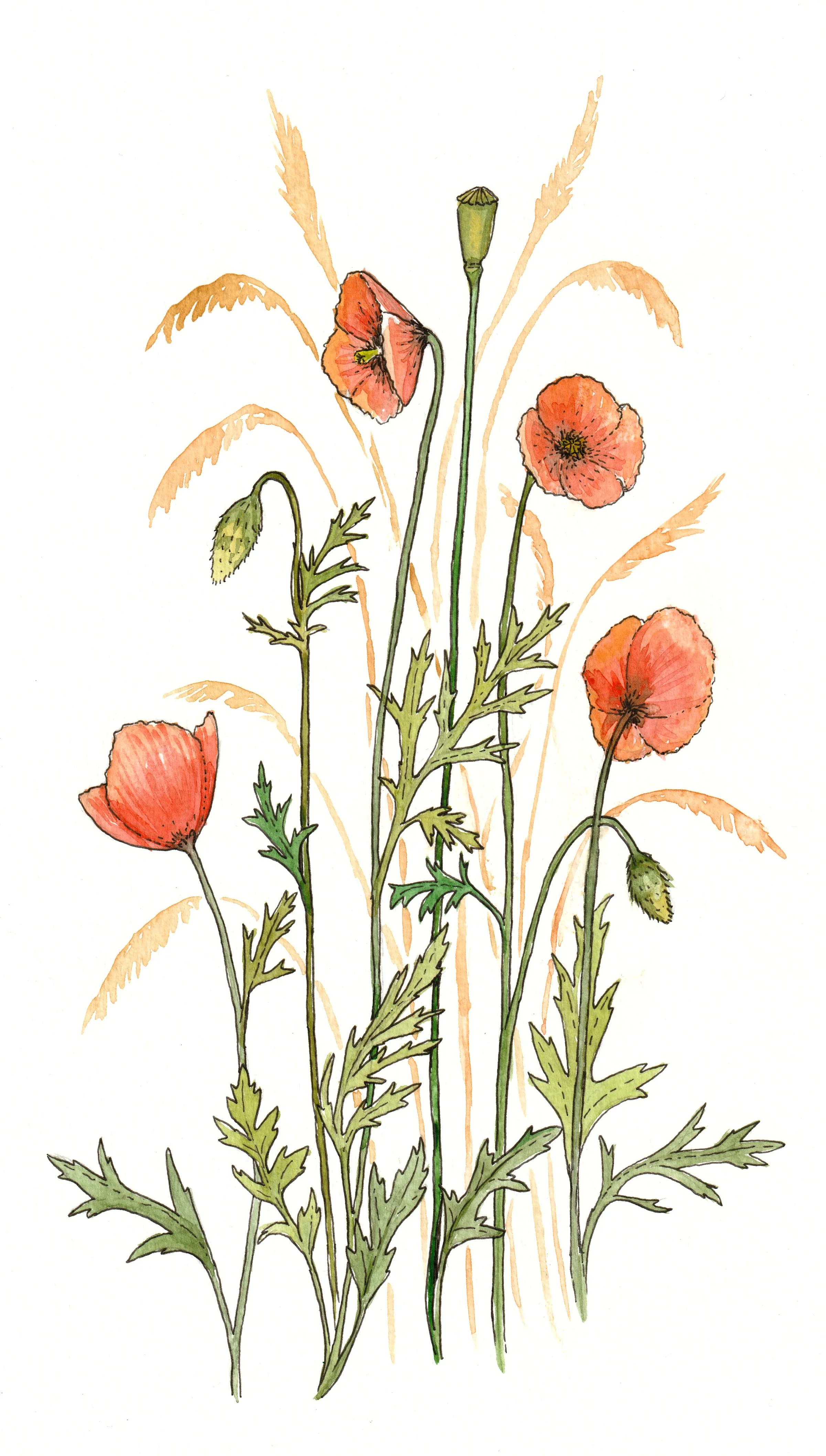 popies.jpg