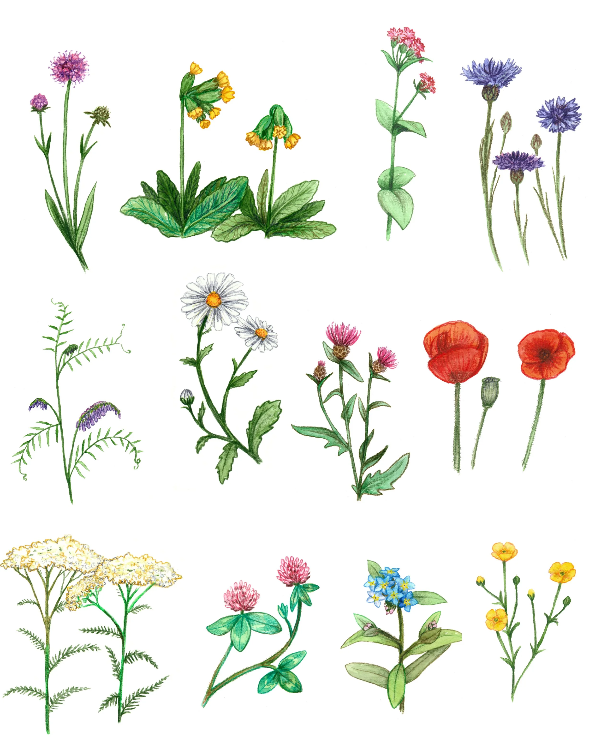 wildflowers.jpg
