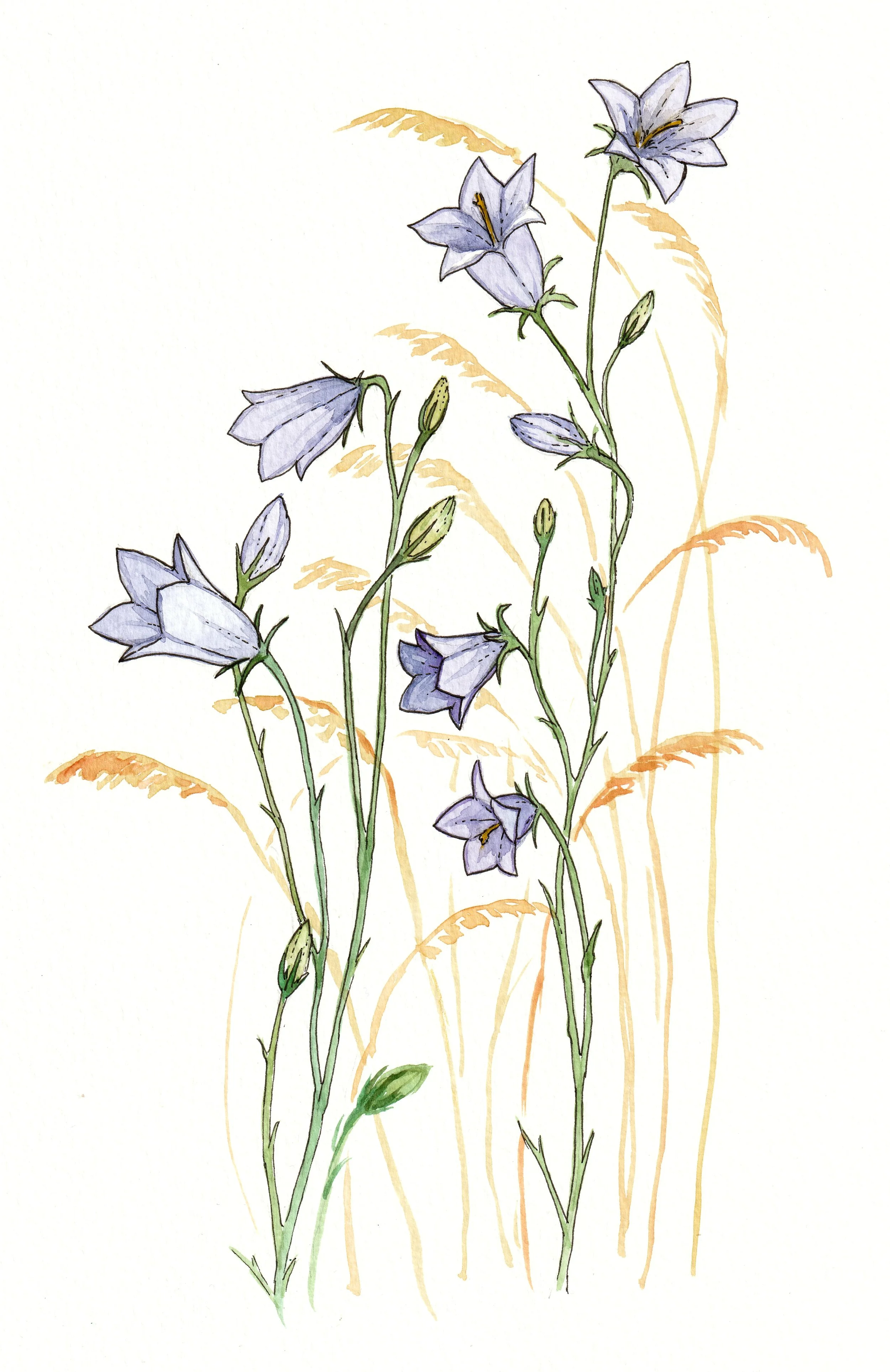 HAREBELLS.jpg