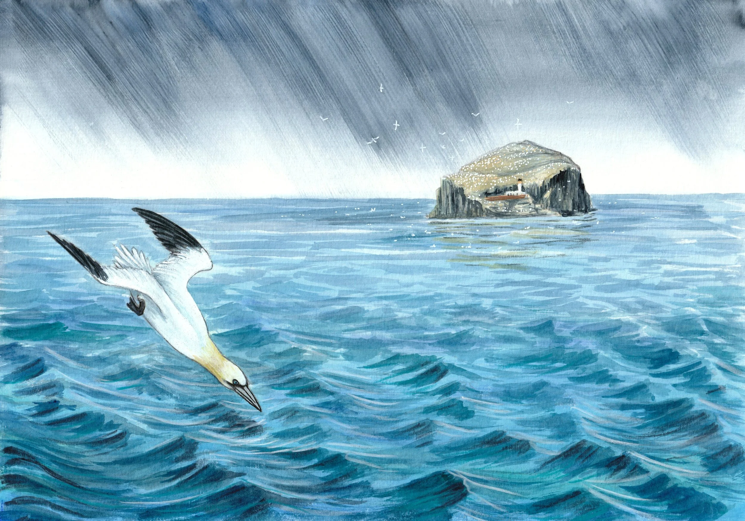 Gannet and Bass Rock.jpg