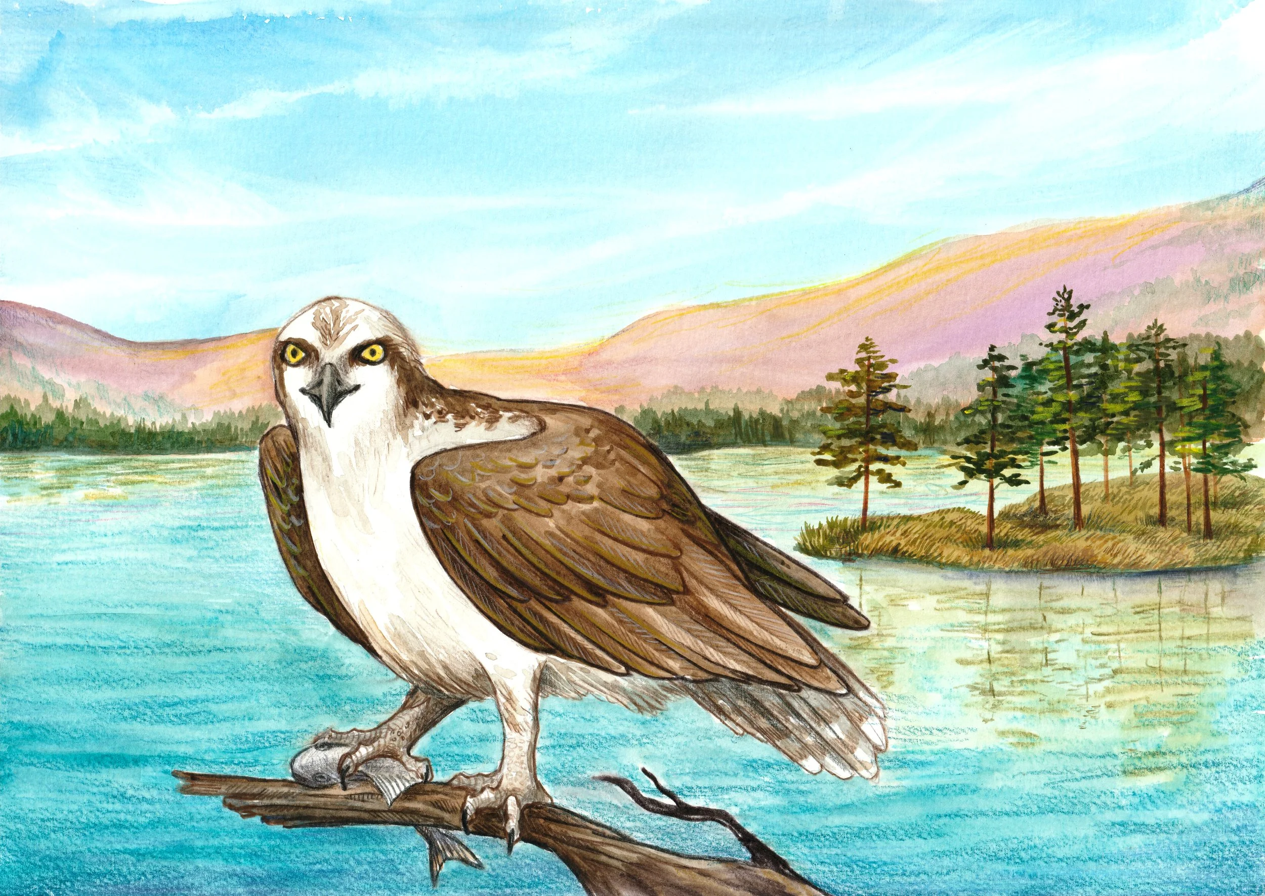 Osprey with lake and fish.jpg