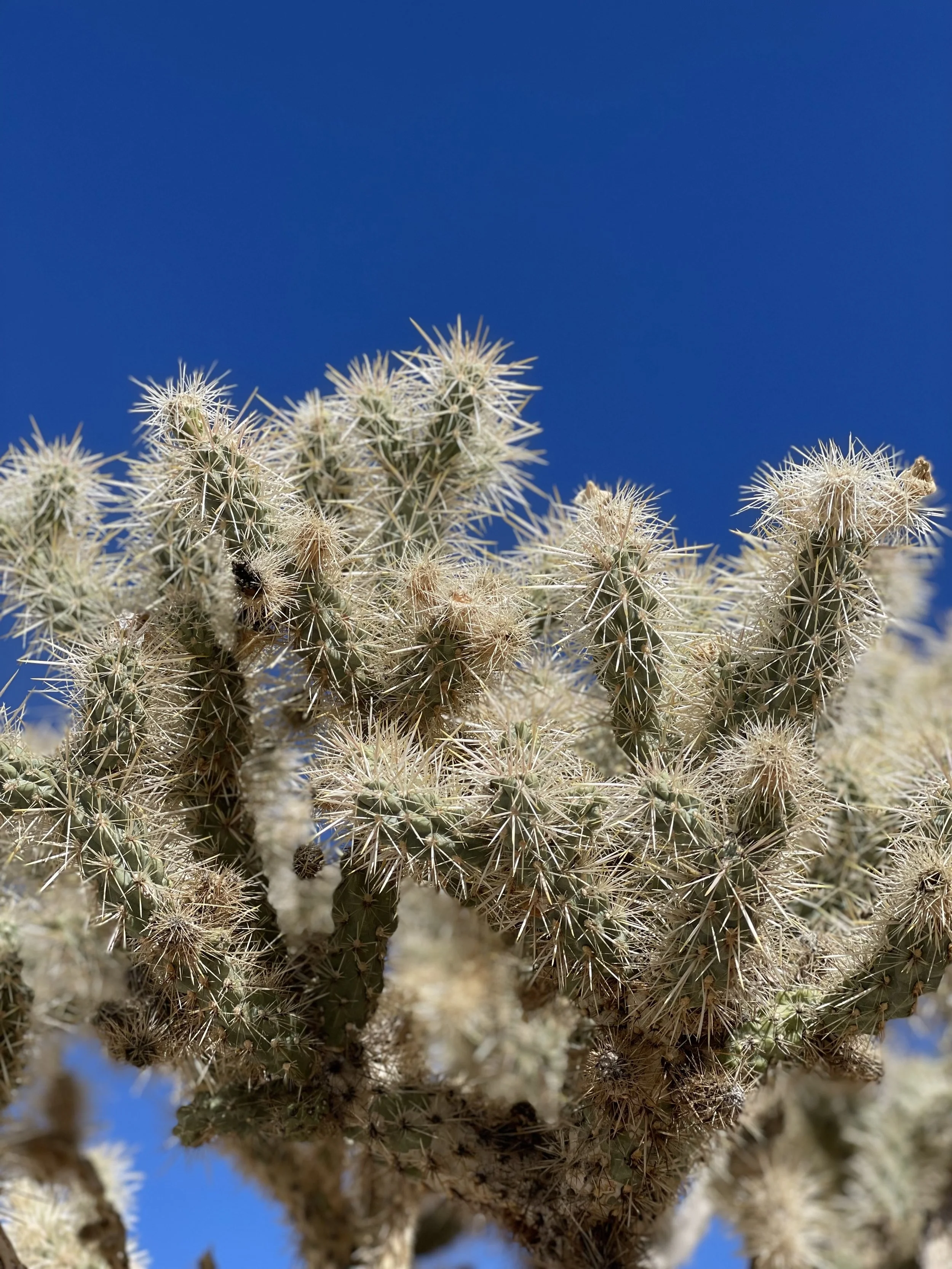 Close-up of a cactus with many spines against a clear blue sky.