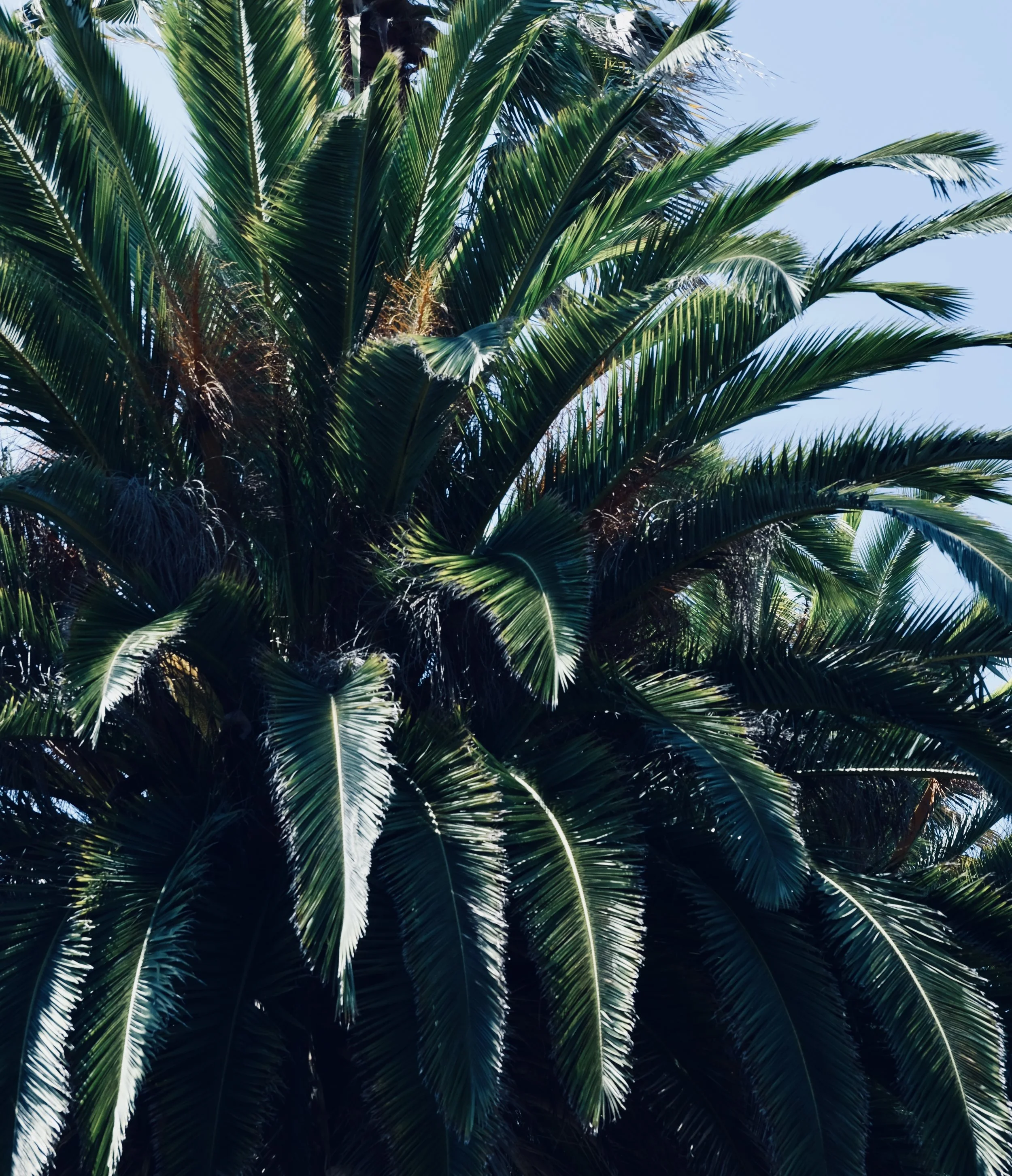 Close-up of a palm tree with long, green, arching fronds against a clear blue sky.
