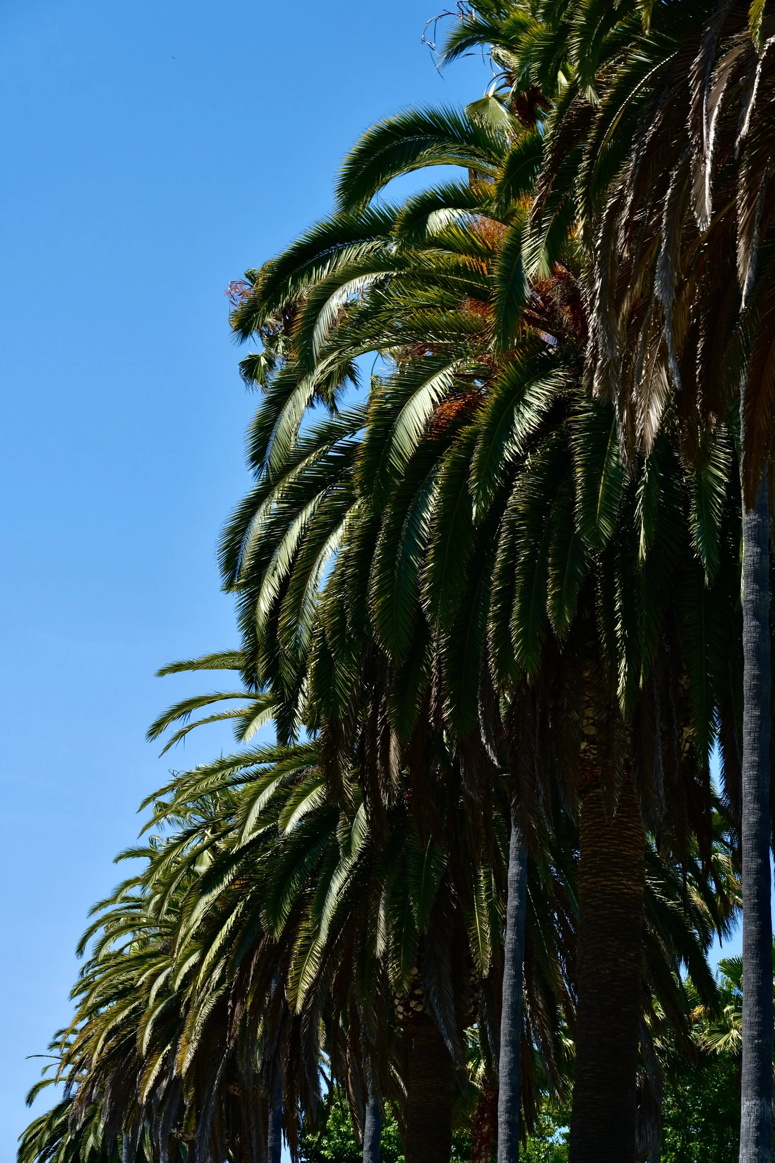 Tall palm trees with lush green fronds against a clear blue sky.