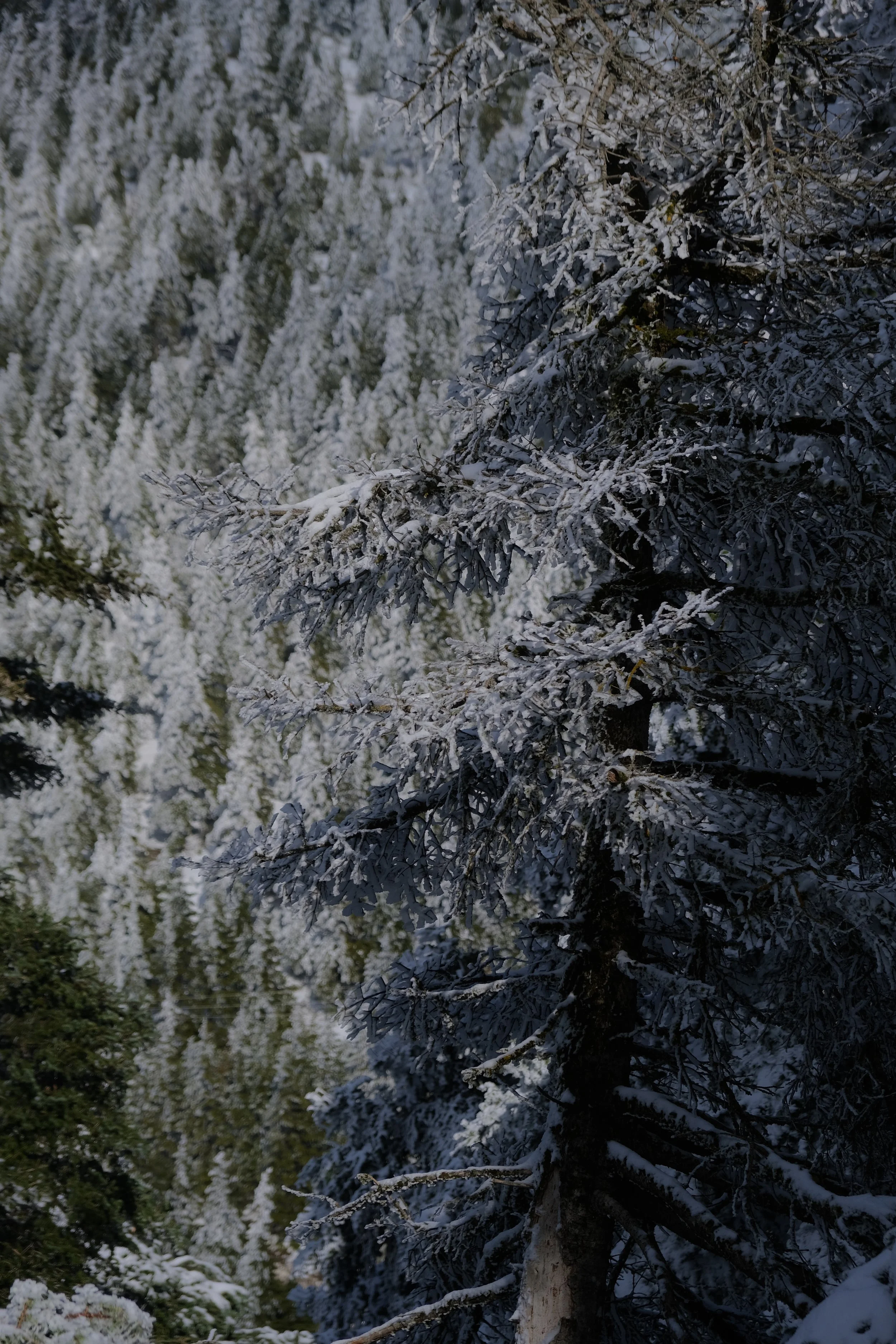 Snow-covered pine trees in a forest during daytime.