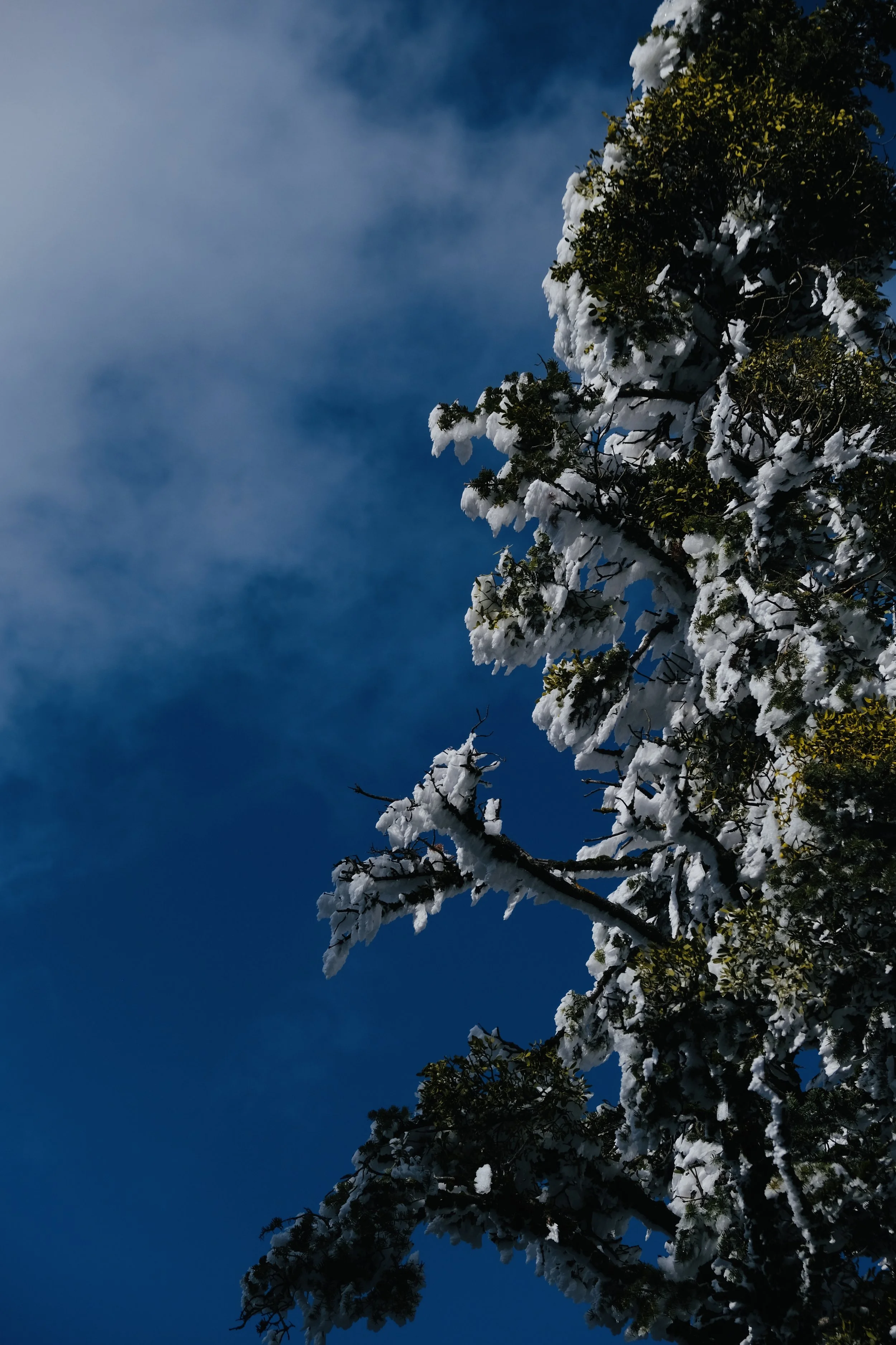 Snow-covered evergreen tree branches against a blue sky with some clouds.
