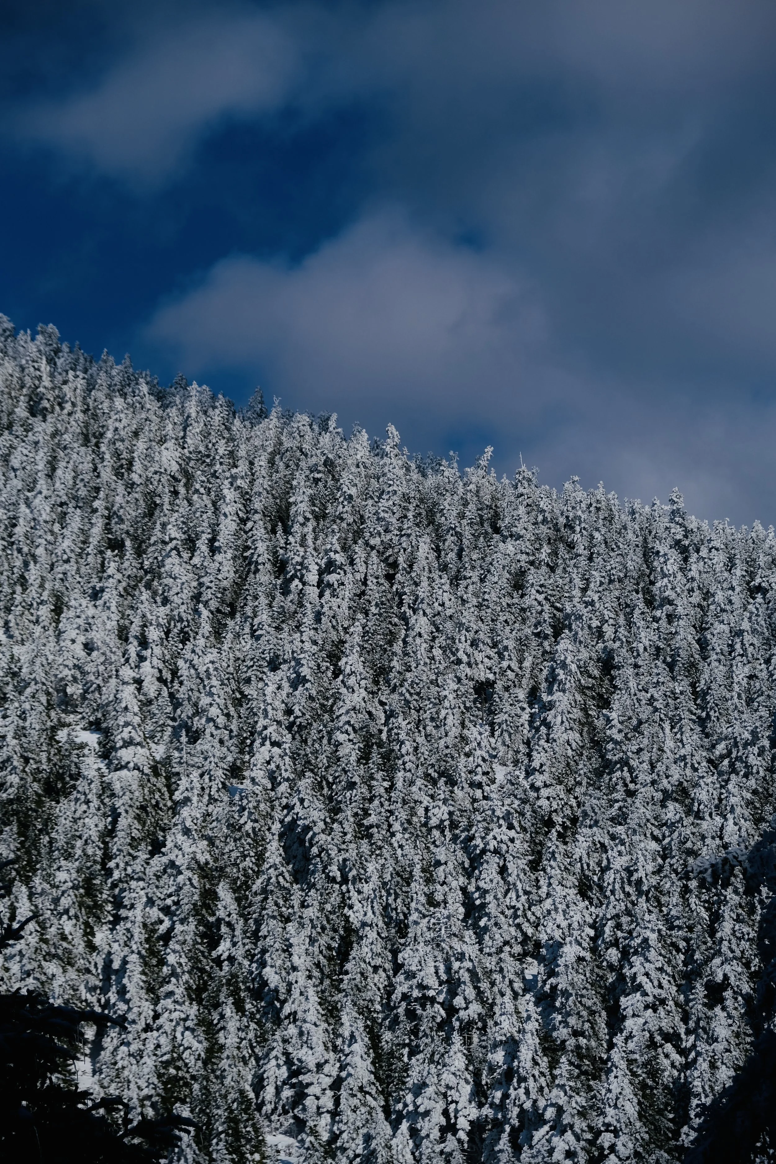 Snow-covered pine trees on the side of a mountain with a dark cloudy sky overhead.