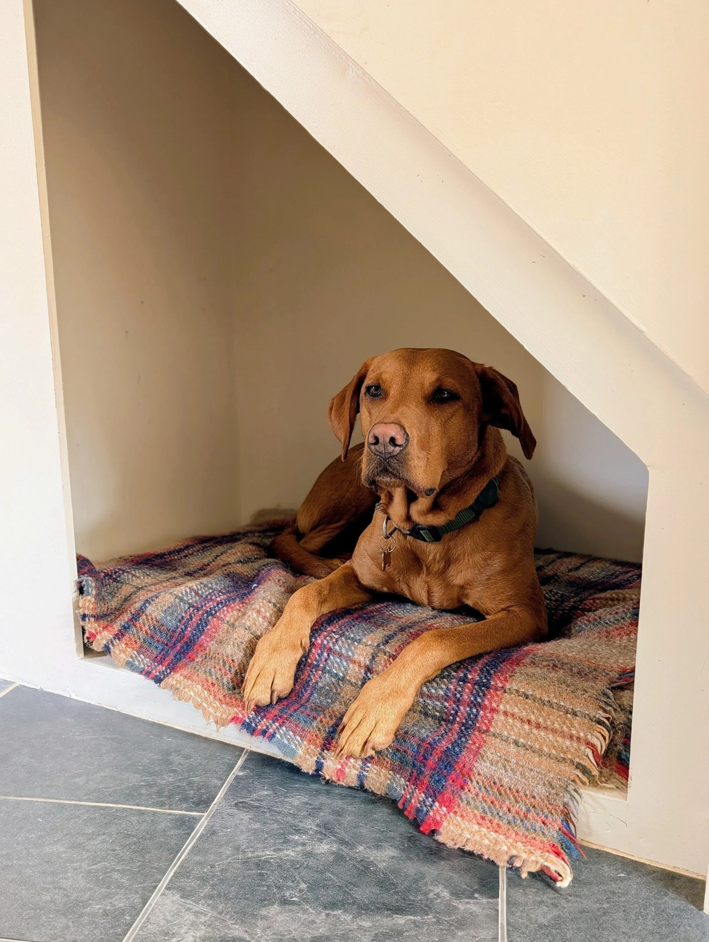 A brown dog with one closed eye lying on a blanket inside a cozy nook under a staircase.